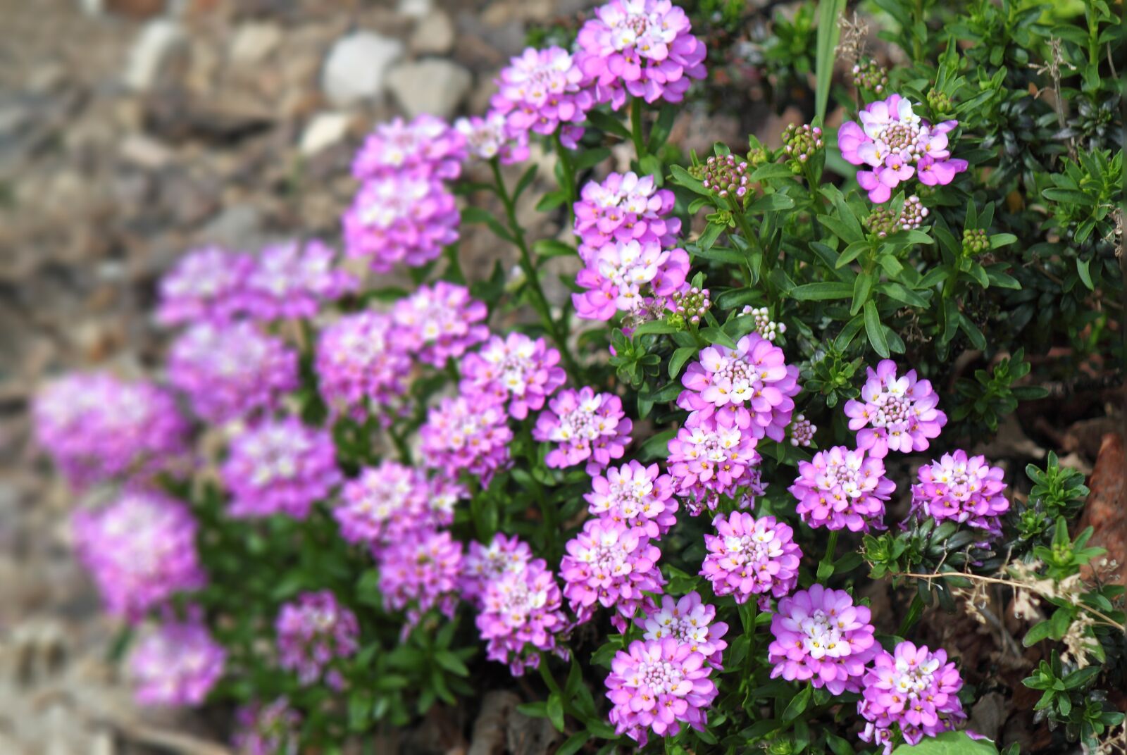 Canon EOS 500D (EOS Rebel T1i / EOS Kiss X3) sample photo. Flowers, pink, nature photography