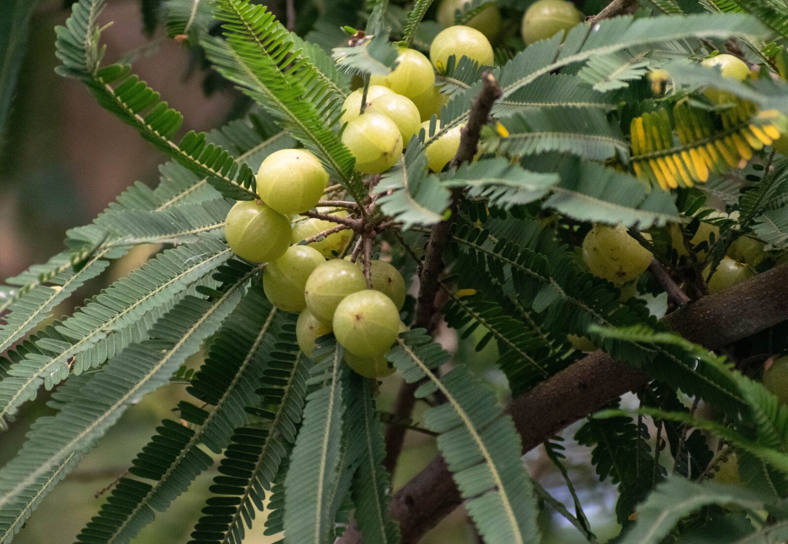 Nikon D3300 sample photo. Indian, gooseberry, amla photography