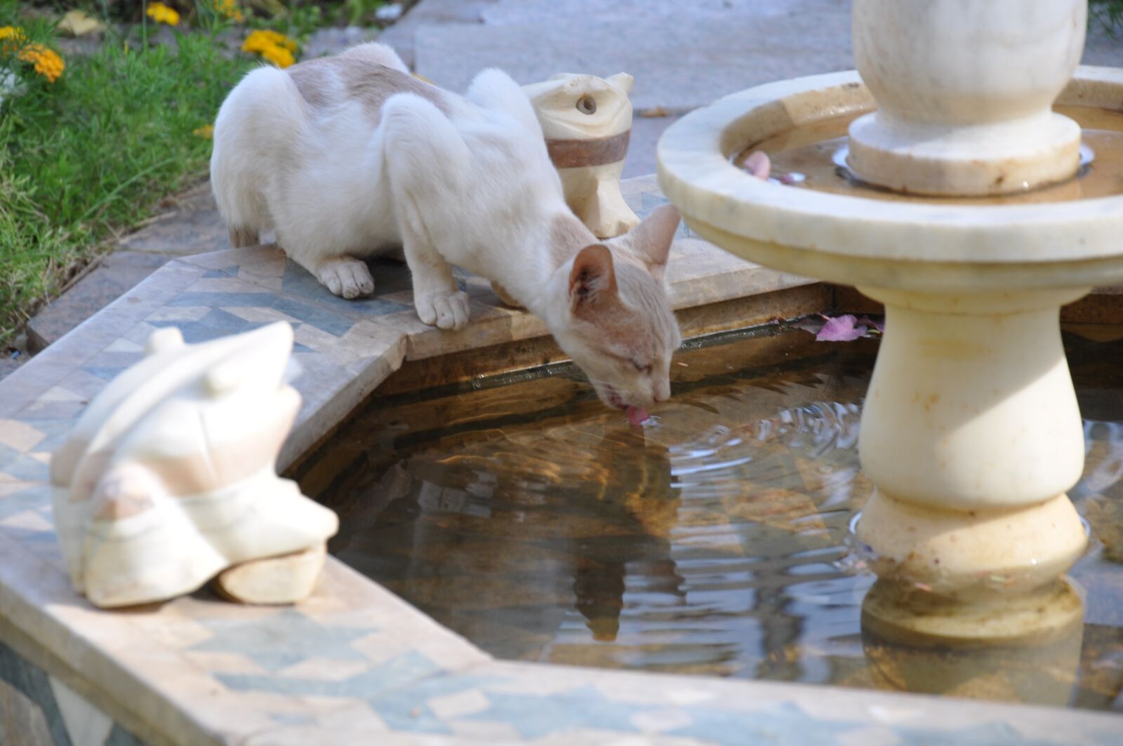 Nikon D90 sample photo. Cat, animal, animals photography