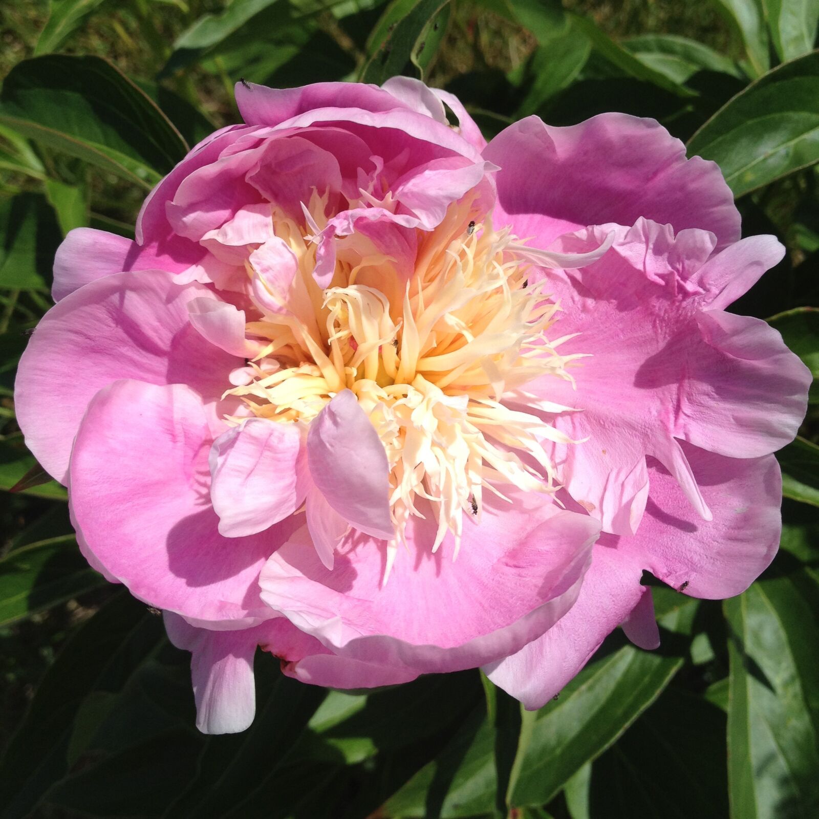 Apple iPhone 4S sample photo. Pink peony, flower, spring photography