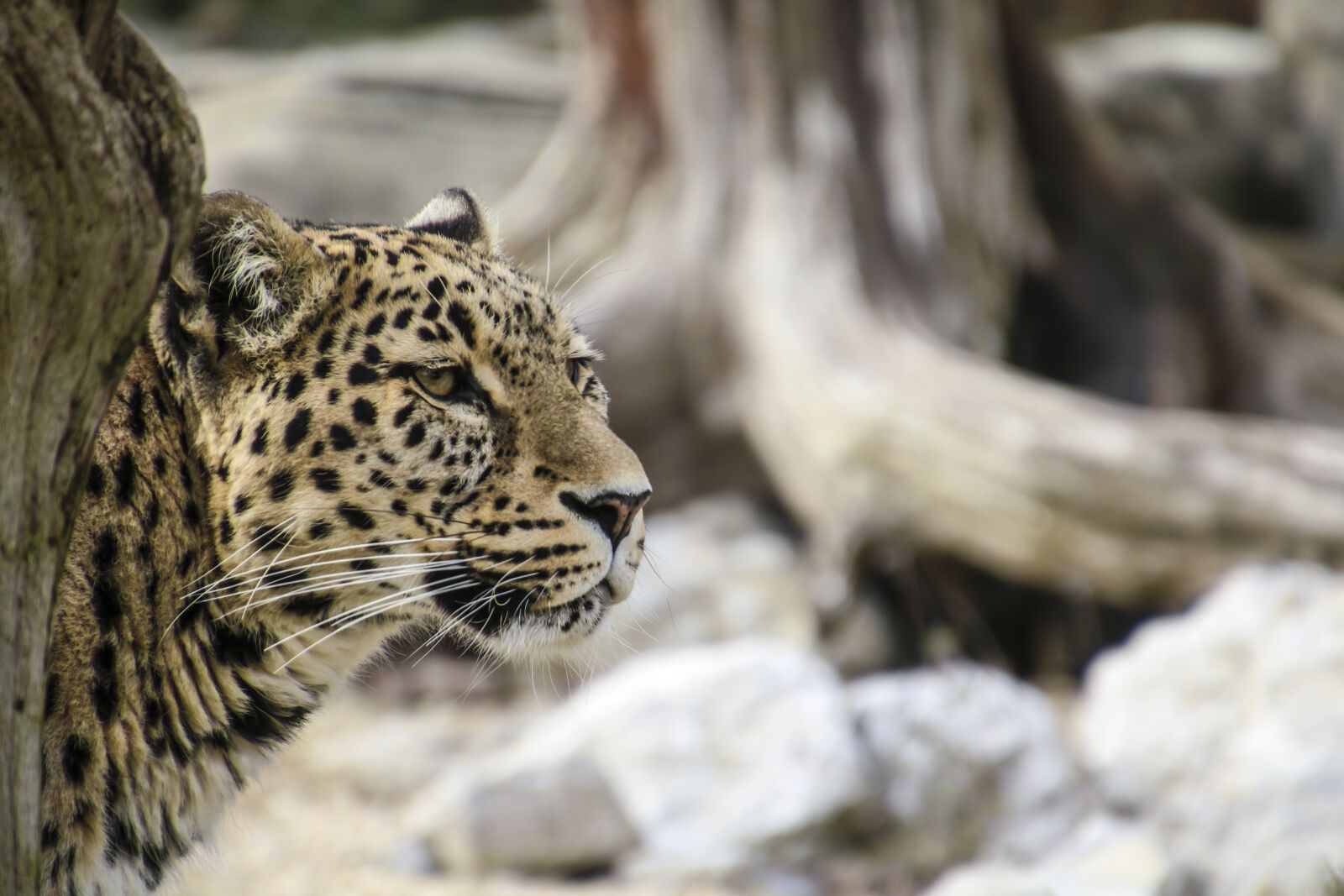 Canon EOS 70D sample photo. Persian leopard, leopard, portrait photography