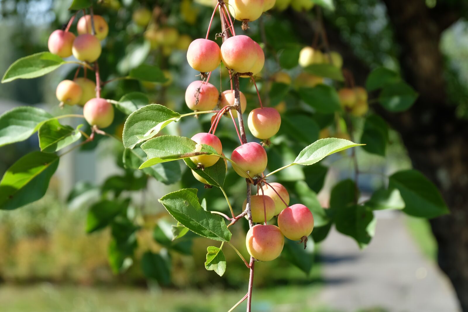 Fujifilm X-A2 sample photo. Apples, apple tree, tree photography