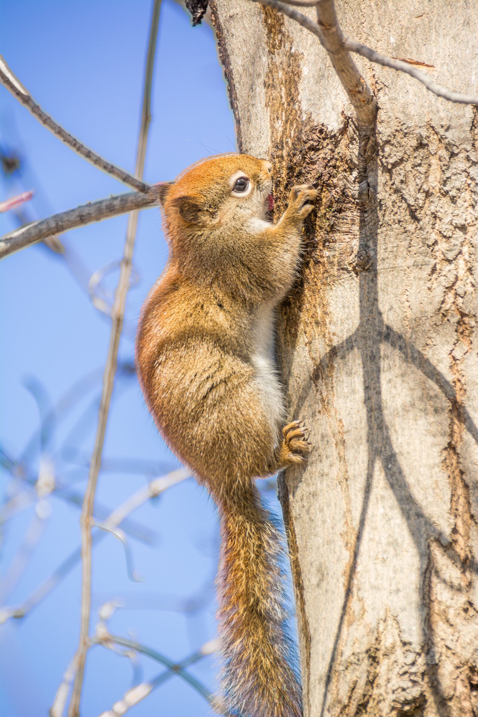 Nikon D5200 sample photo. Red squirrel, rodent, squirrel photography