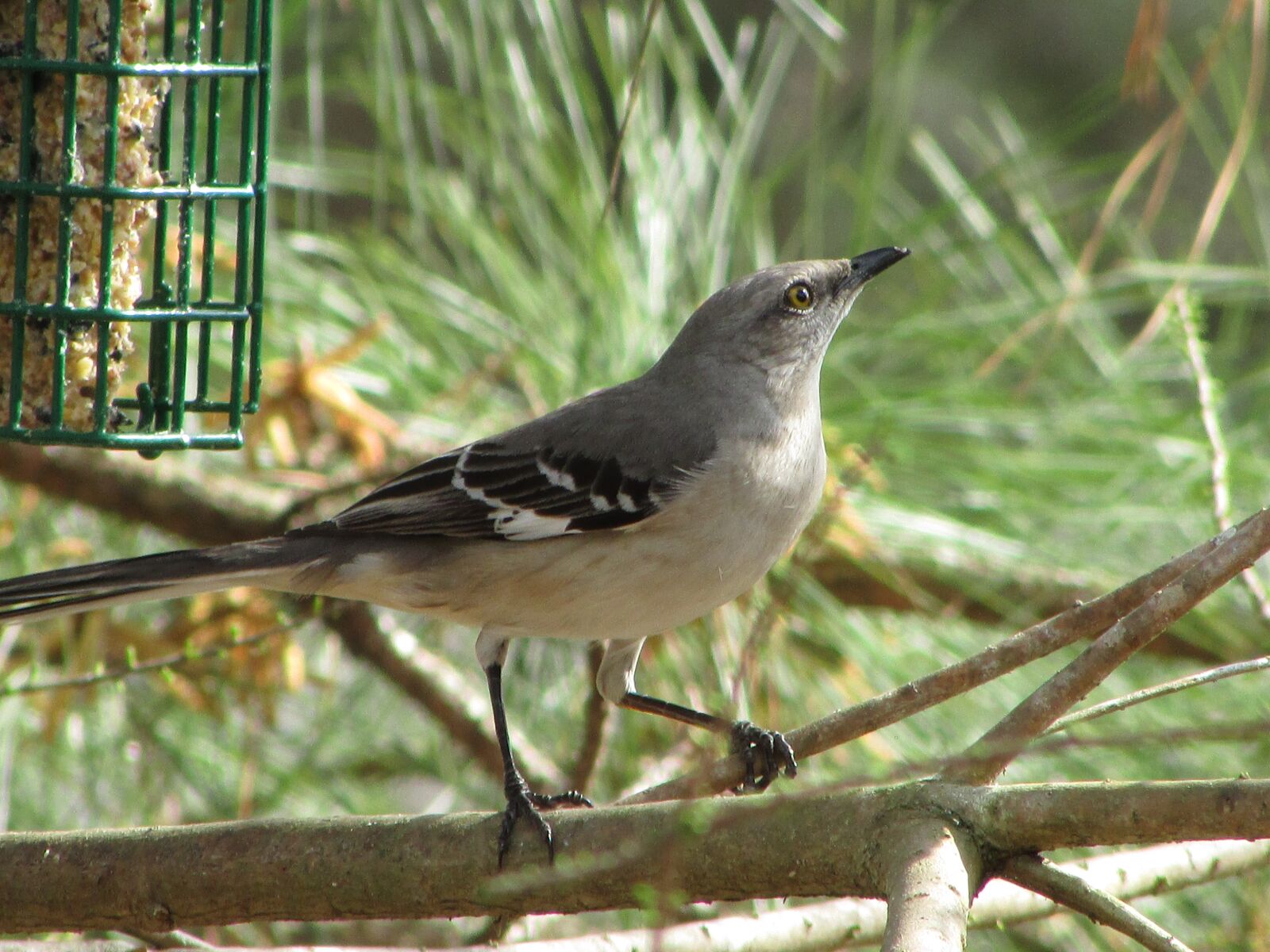 Mockingbird biffuzi