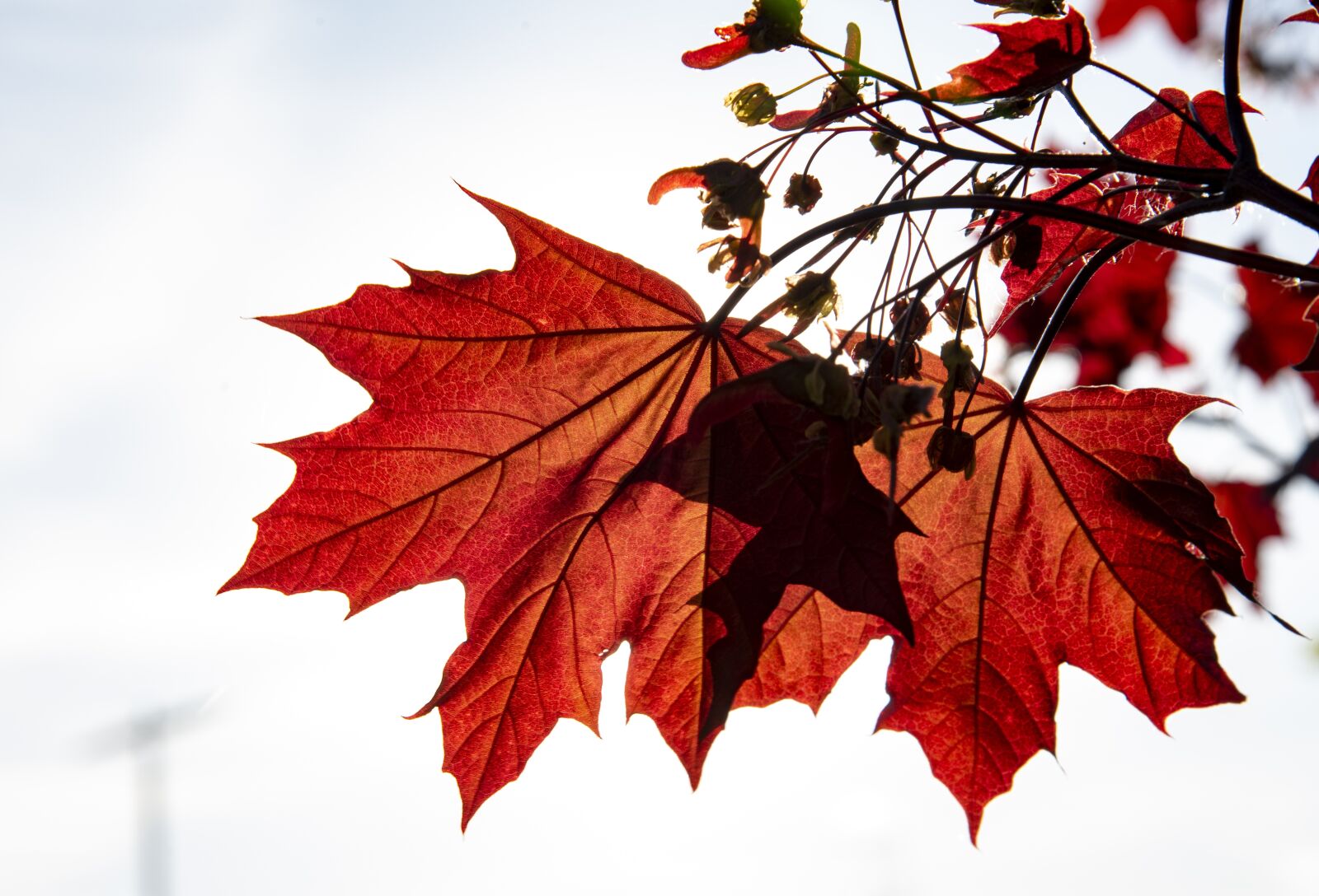 Nikon D750 sample photo. Maple, leaf, nature photography