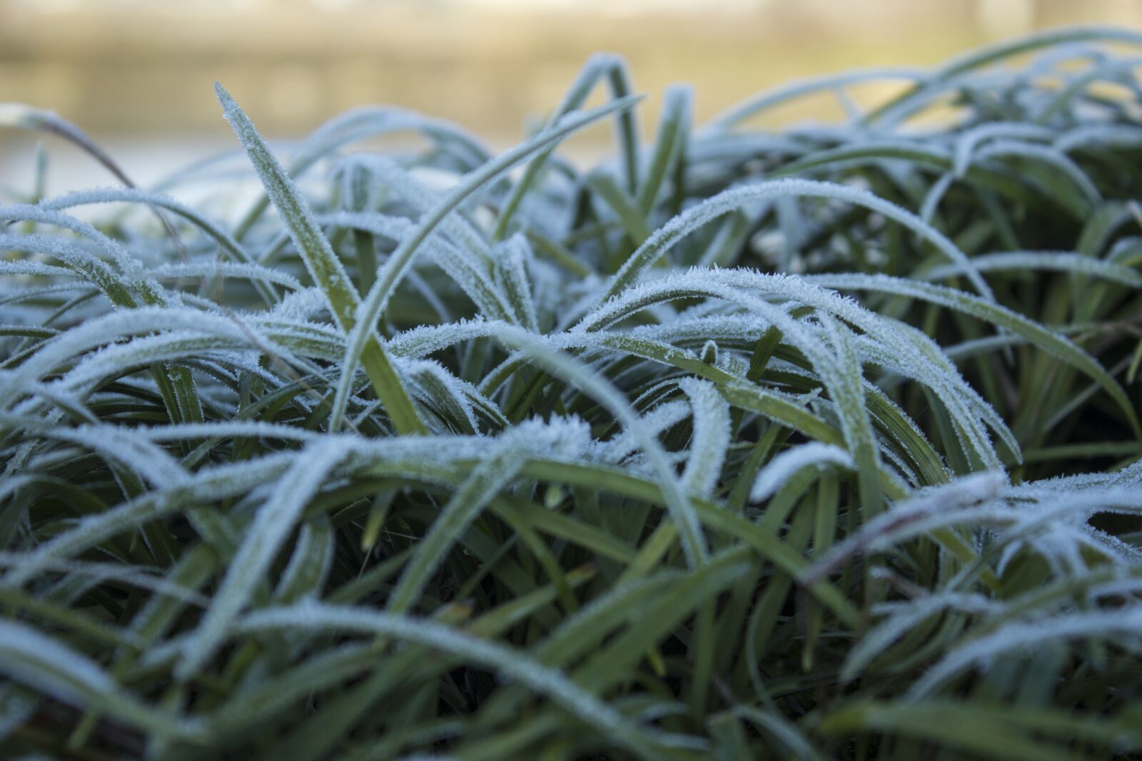 Canon EOS 600D (Rebel EOS T3i / EOS Kiss X5) sample photo. Plant, frost, grass photography