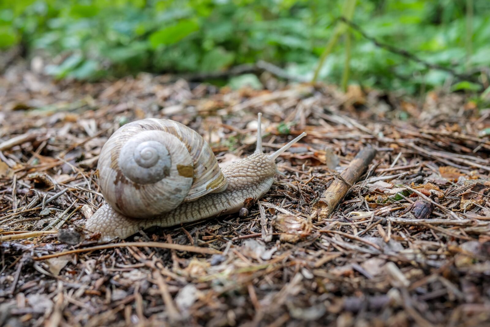 LUMIX G 20/F1.7 II sample photo. Snail, shell, seashell photography