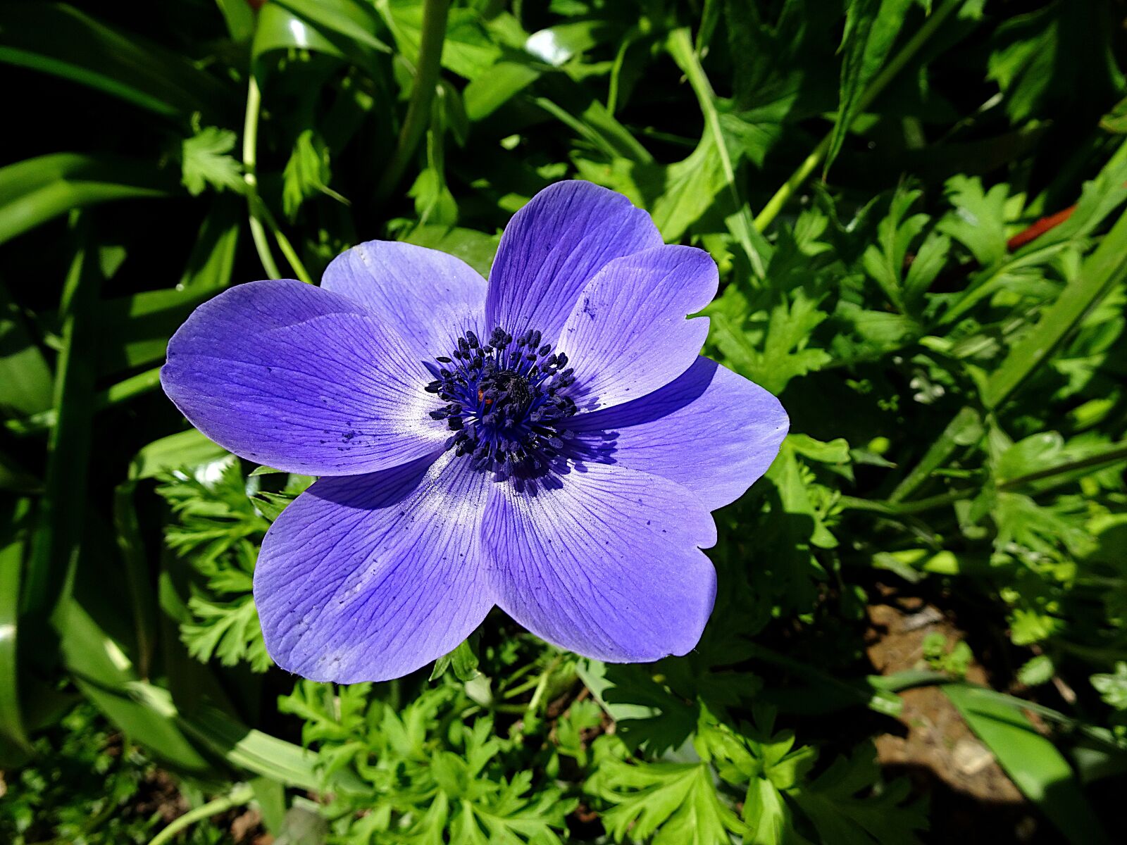 Sony Cyber-shot DSC-HX90V sample photo. Flower, color blue, light photography