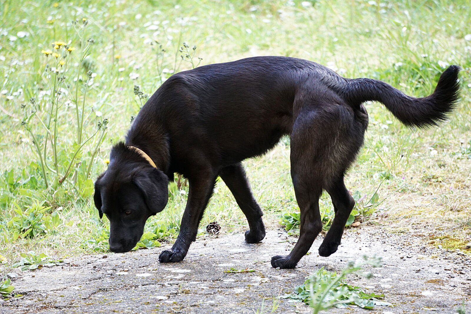 Sony a6000 sample photo. A, animal, canin, chien photography
