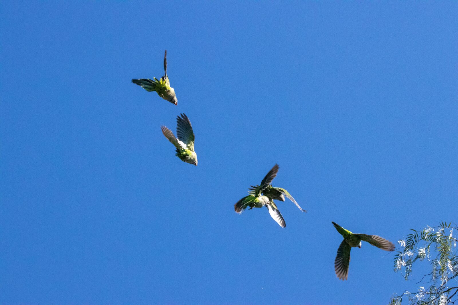 Canon EOS 200D (EOS Rebel SL2 / EOS Kiss X9) sample photo. Parrots, green, parrot photography