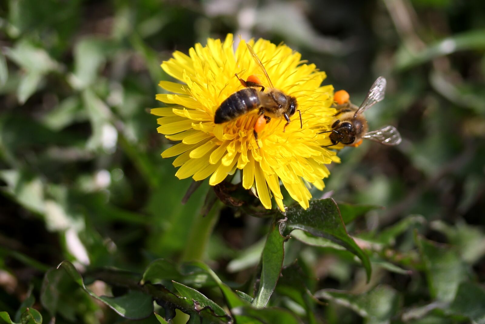 Canon EF-S 60mm F2.8 Macro USM sample photo. Dandelion, bee, yellow photography