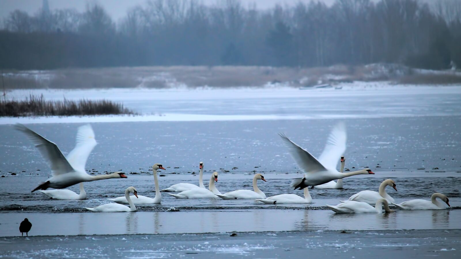 Canon EOS 1100D (EOS Rebel T3 / EOS Kiss X50) + Canon EF-S 55-250mm F4-5.6 IS STM sample photo. Wintry, lake, swans photography