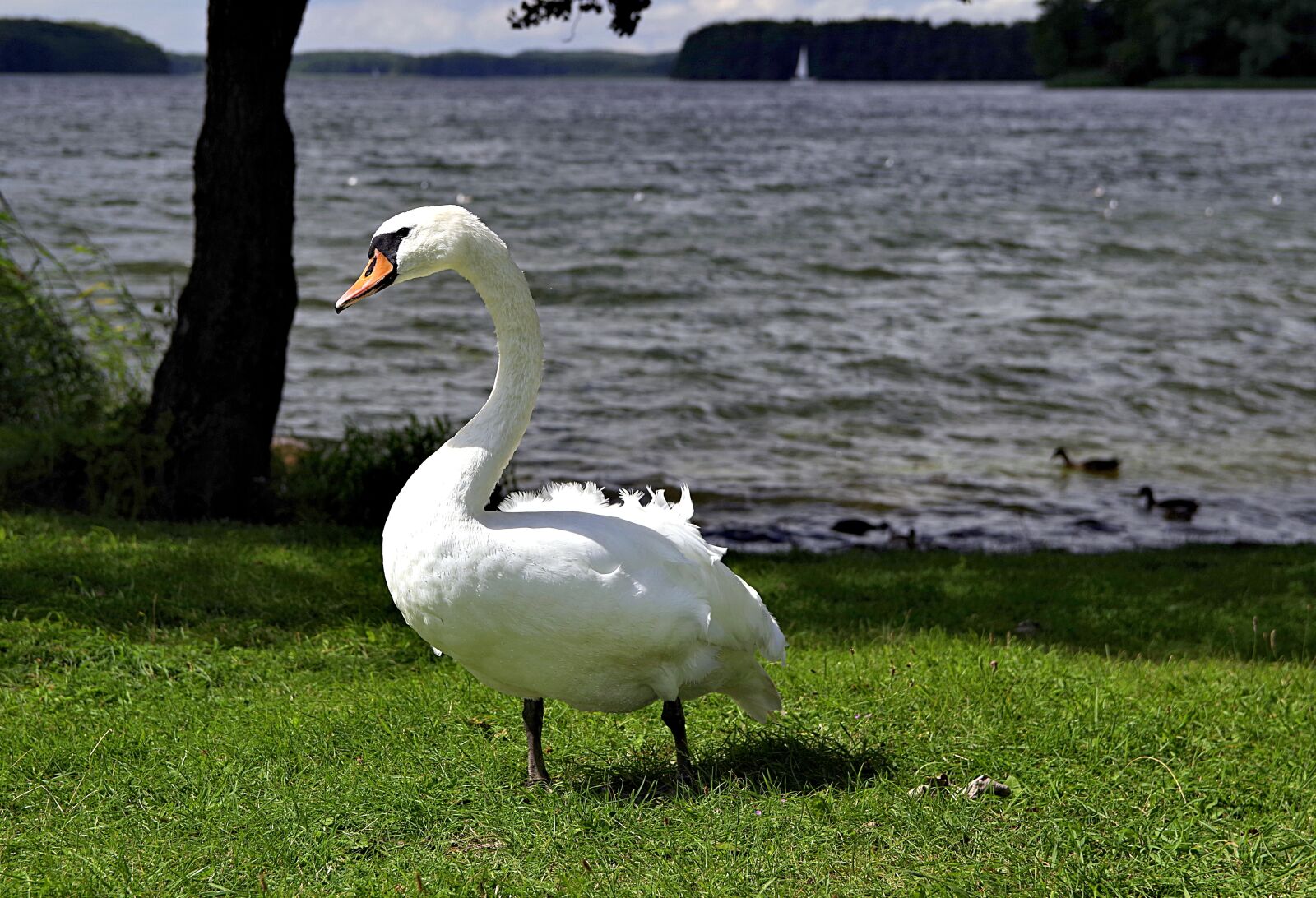 Pentax K-S2 sample photo. Swan, swans, case photography