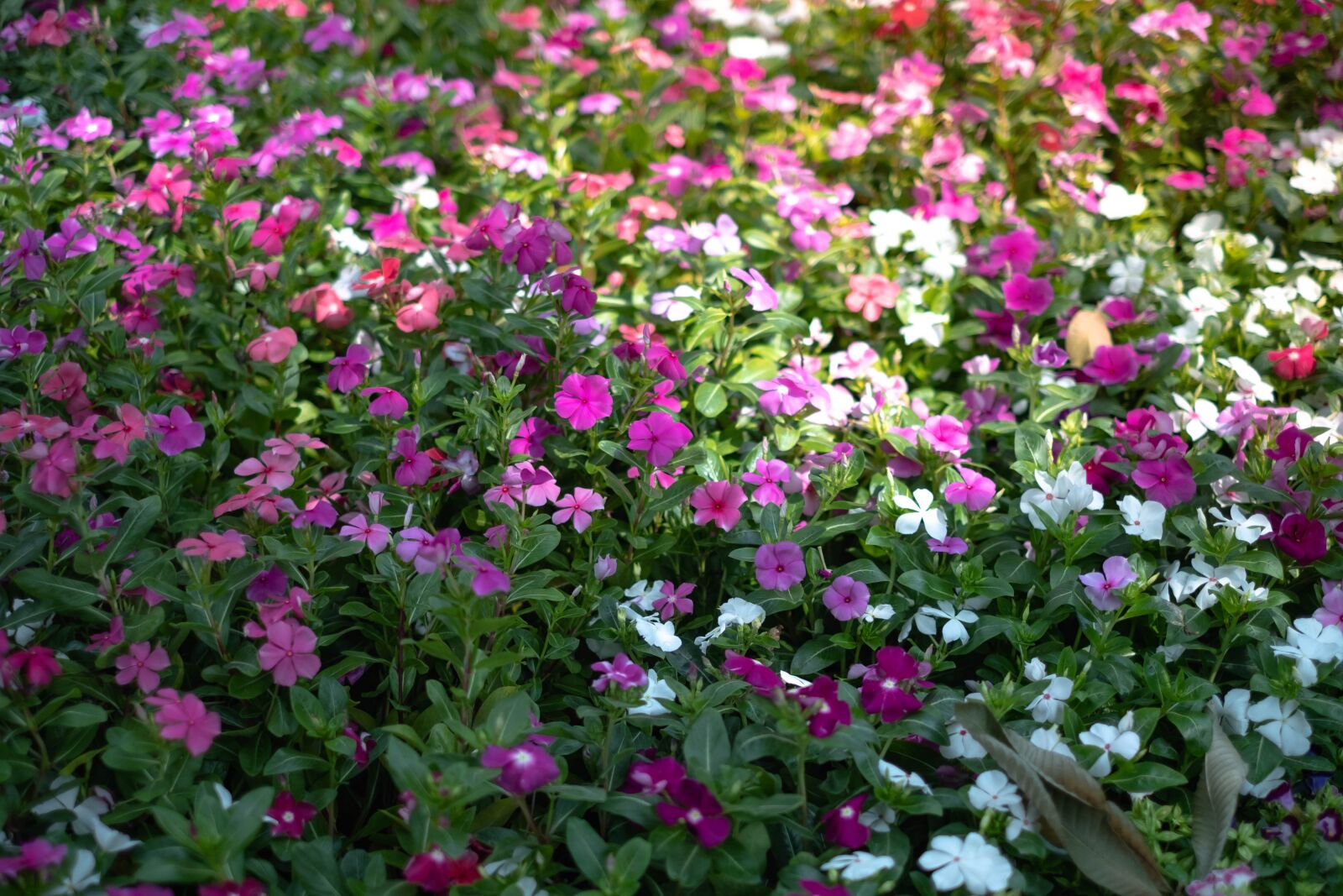 Fujifilm XF 35mm F1.4 R sample photo. Flowers, morning, nature photography