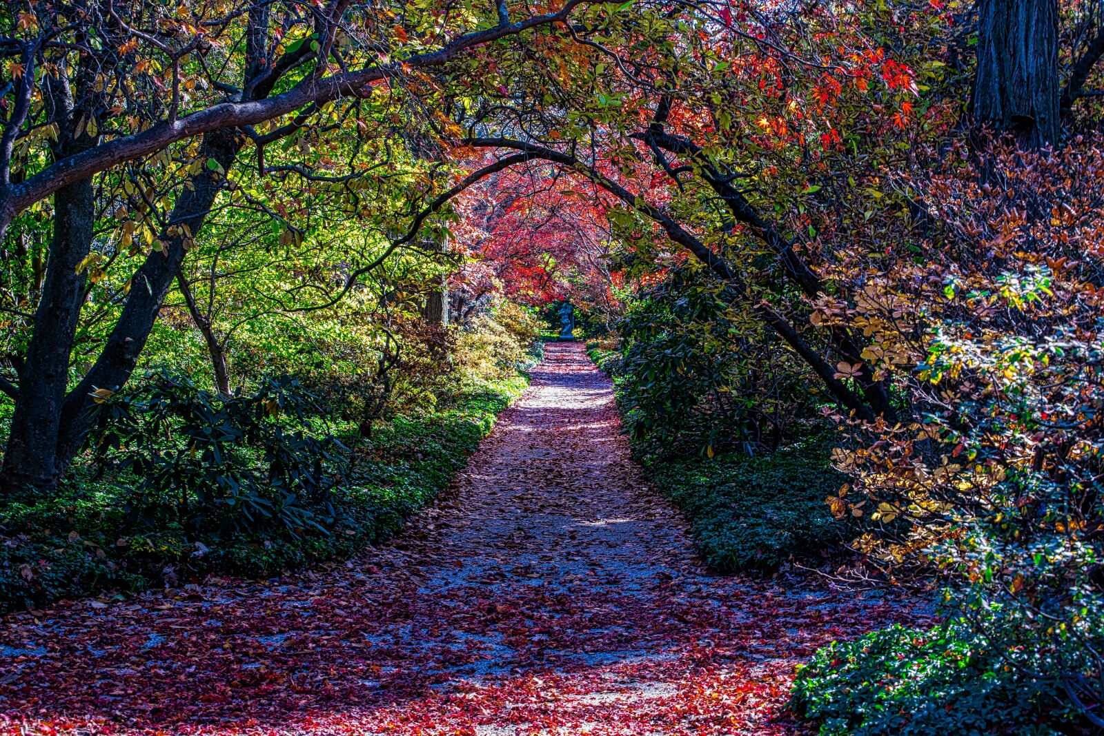 Nikon D750 sample photo. Tree, leaf, fall photography