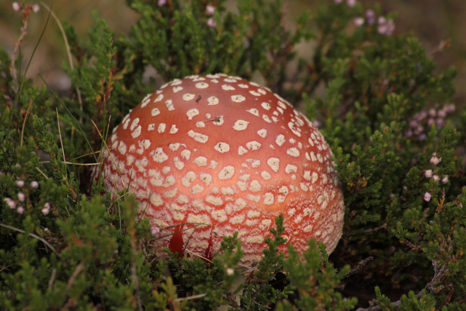 Canon EOS 50D sample photo. Amanita, fungus, mushroom photography