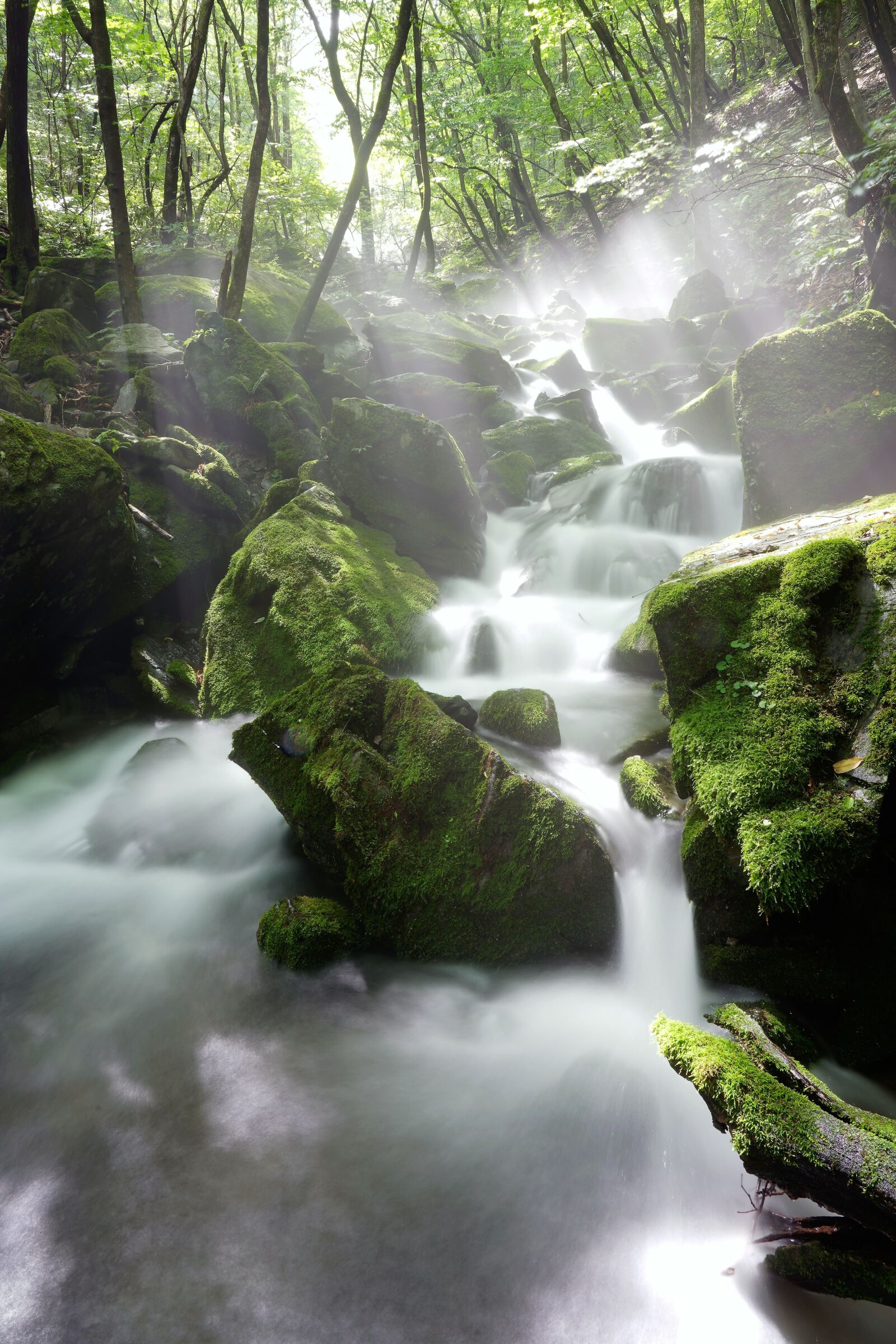 Sony FE 24-105mm F4 G OSS sample photo. Moss, brook, water photography