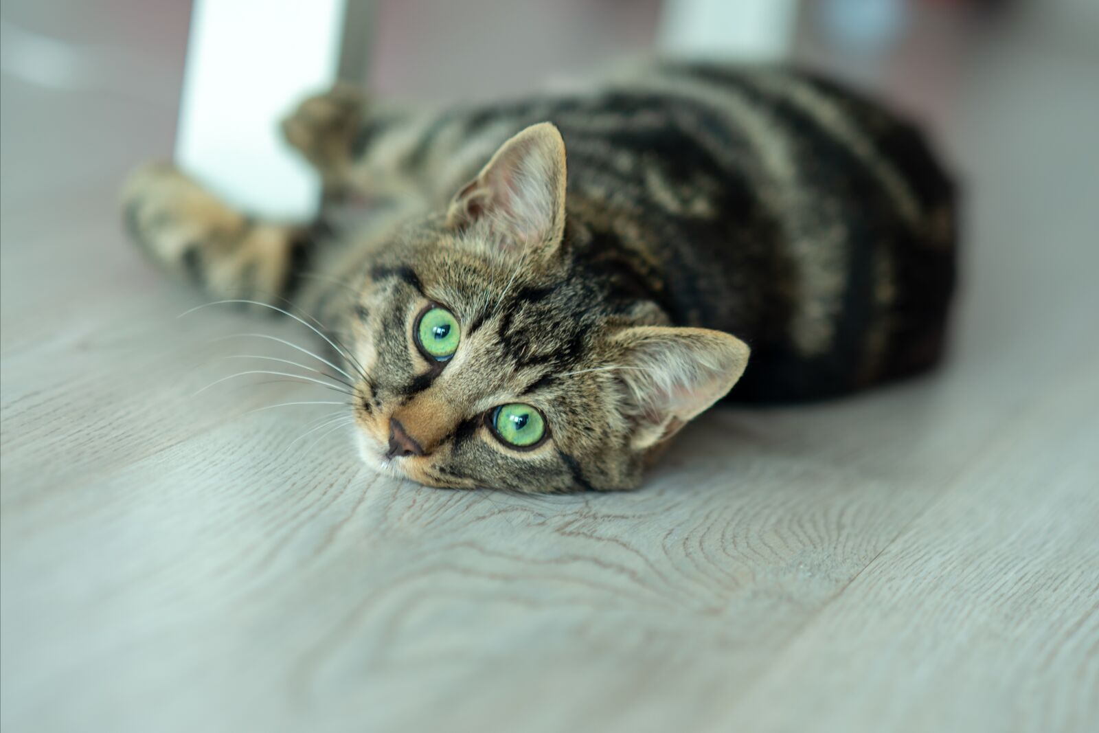 Nikon D800 sample photo. Domestic cat, patterned cat photography