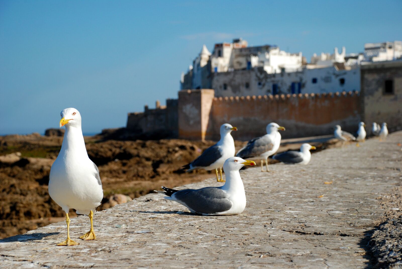 Nikon D80 sample photo. Essaouira, morocco, africa photography