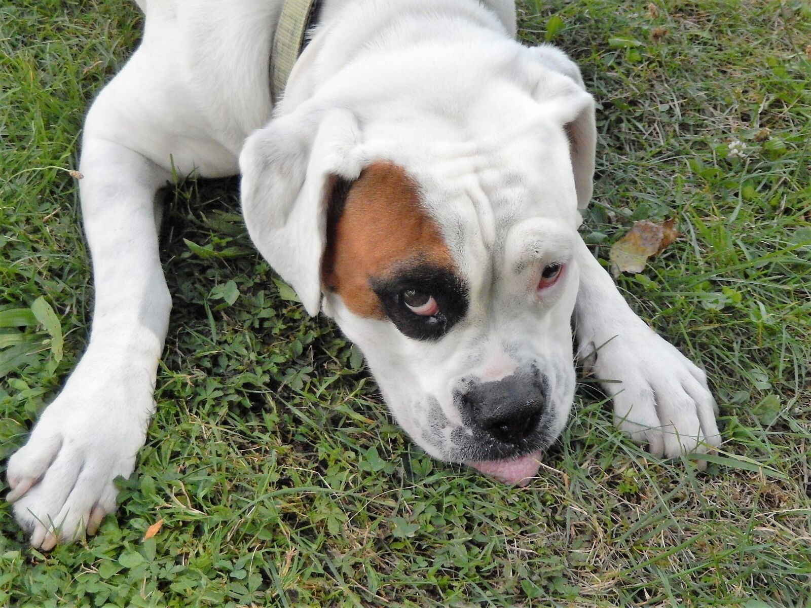 Nikon Coolpix S9500 sample photo. Dog, animal, pet photography