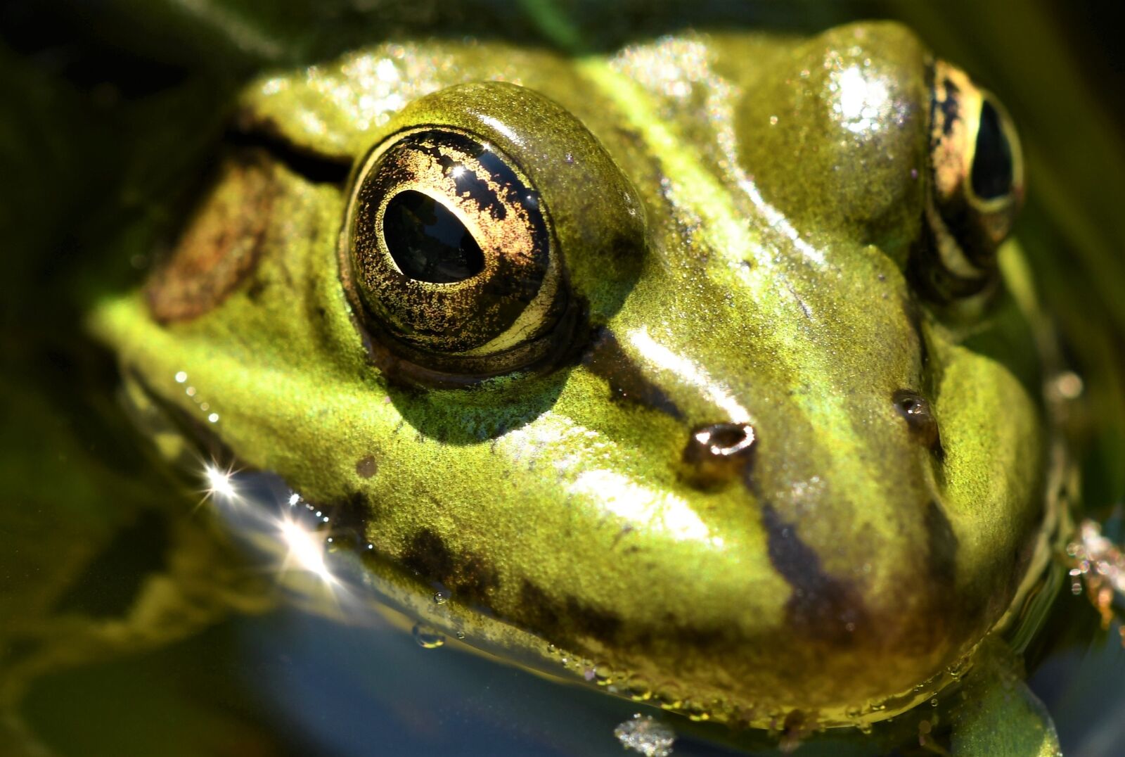 Nikon D500 sample photo. Frog pond, nature, pond photography