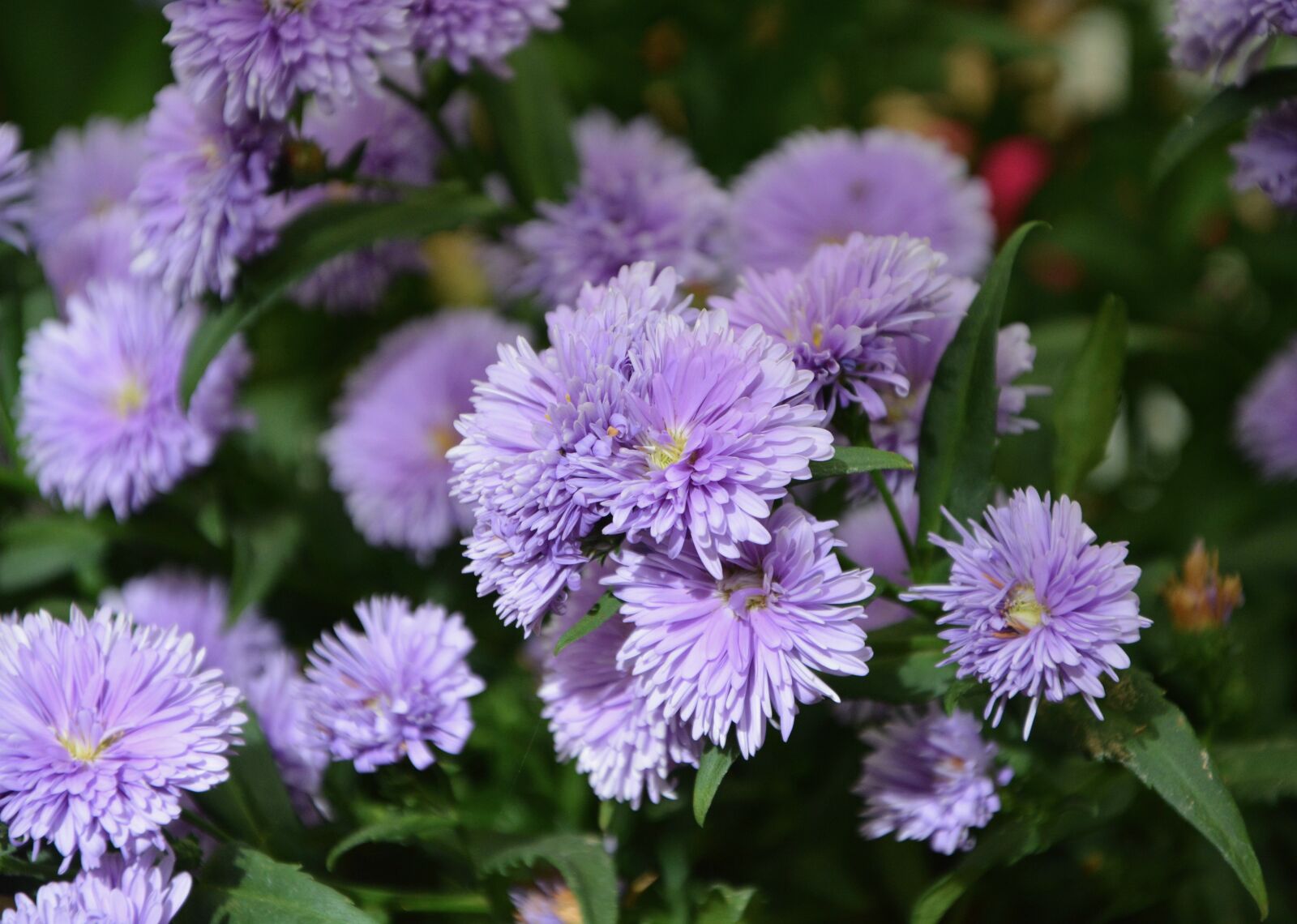 Nikon D5200 sample photo. Flowers parma, garden, nature photography