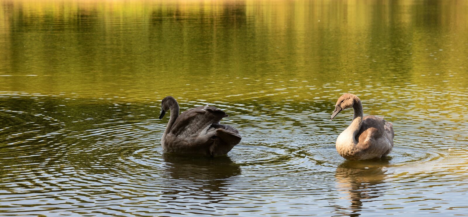 Nikon D610 sample photo. Swans, lake, water photography