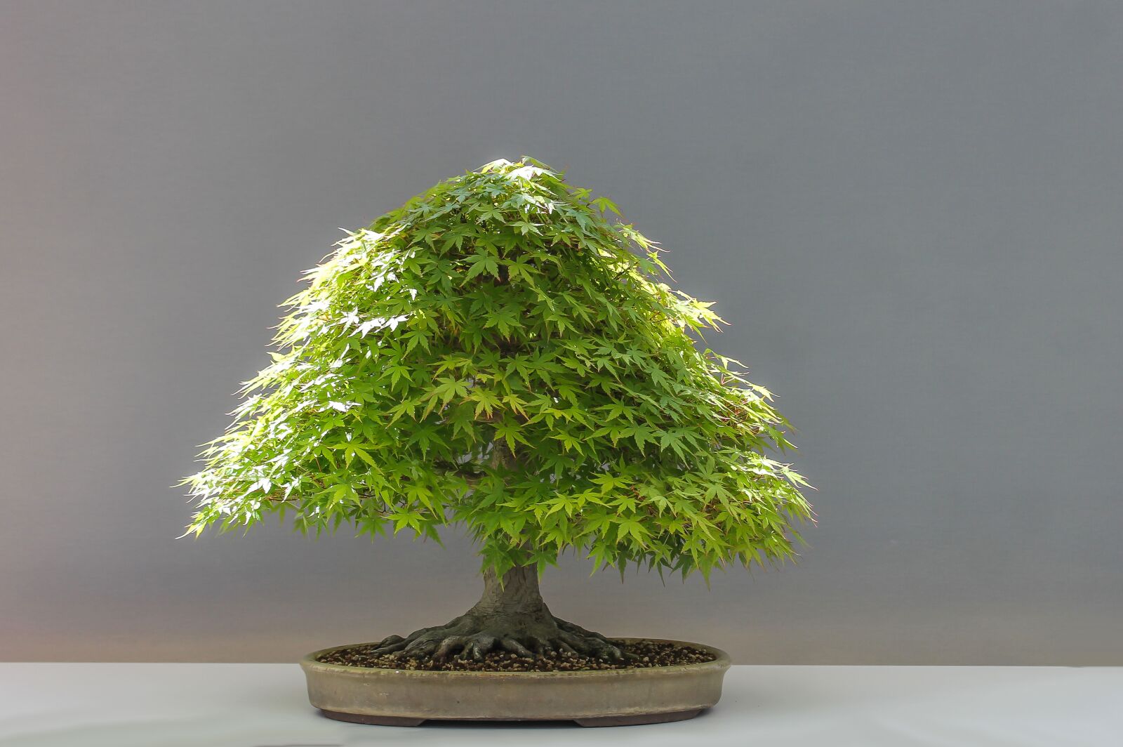 Canon EF-S 60mm F2.8 Macro USM sample photo. Bonsai, plant, japan maple photography