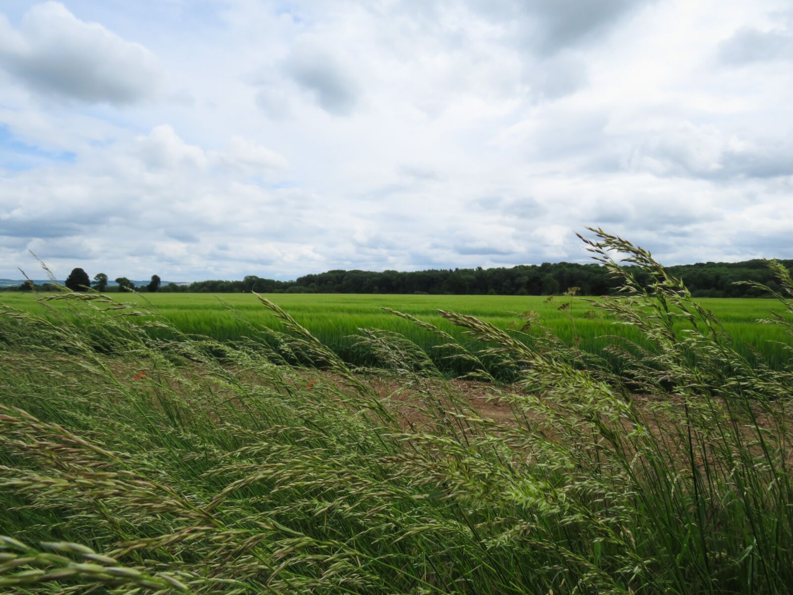 Canon PowerShot SX540 HS sample photo. Field, crops, agriculture photography