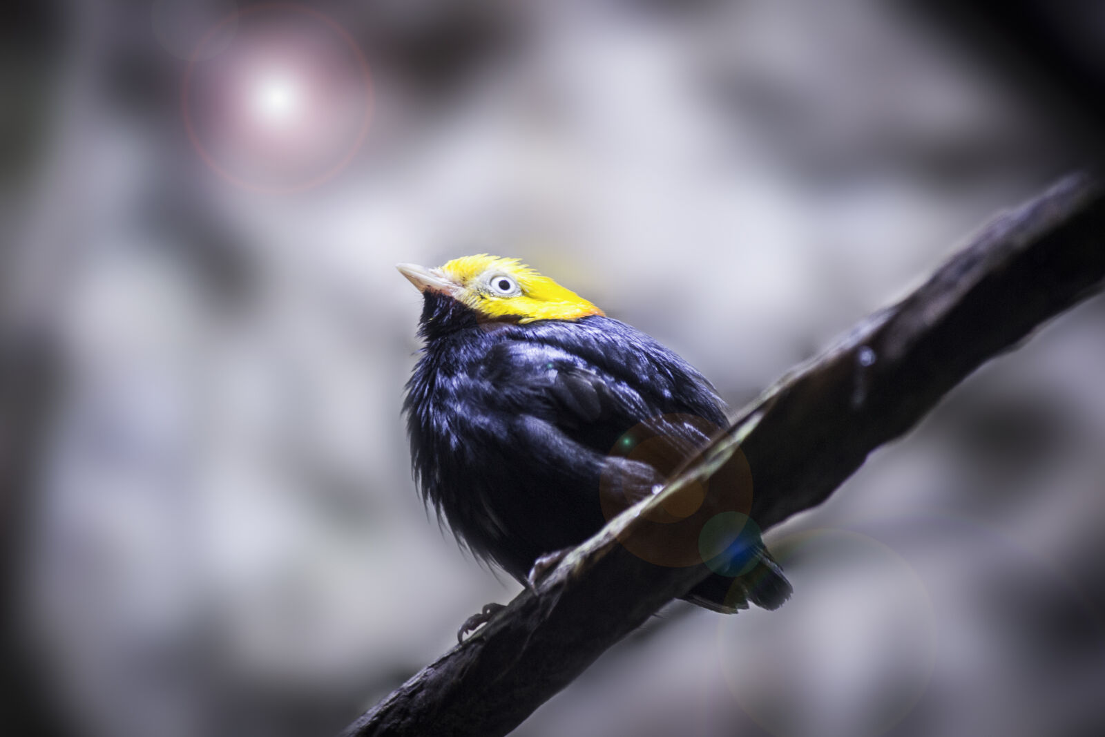 Canon EOS 600D (Rebel EOS T3i / EOS Kiss X5) sample photo. Yellow, head, black, short photography