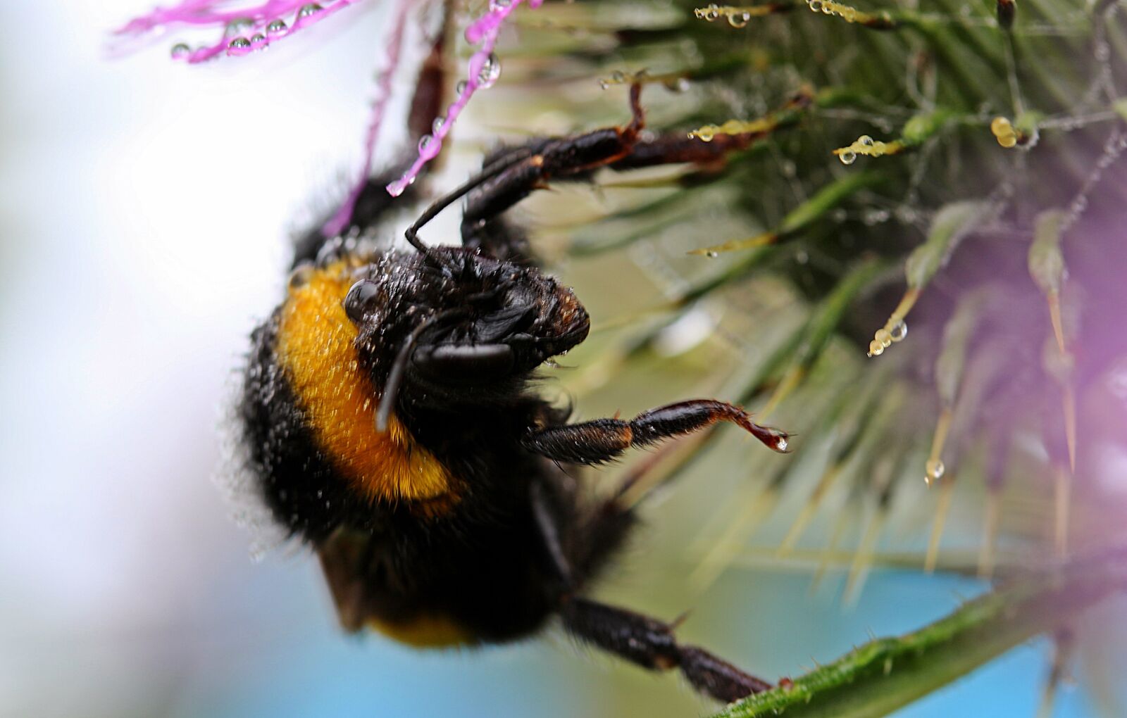 Canon EOS 650D (EOS Rebel T4i / EOS Kiss X6i) sample photo. Hummel, meadow hummel, bombus photography