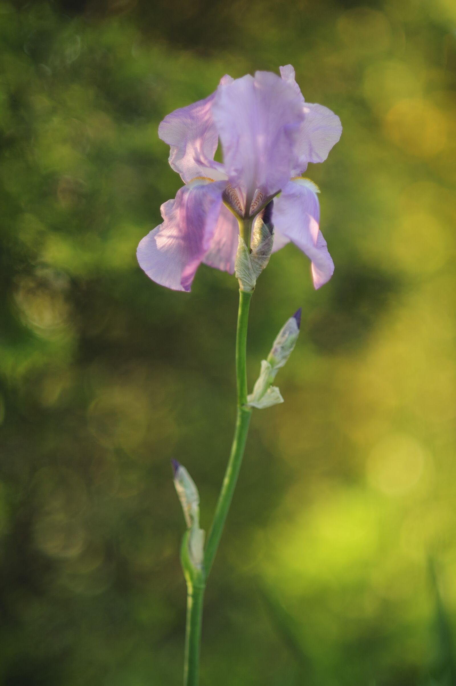 Nikon D700 sample photo. Iris, flower, spring photography