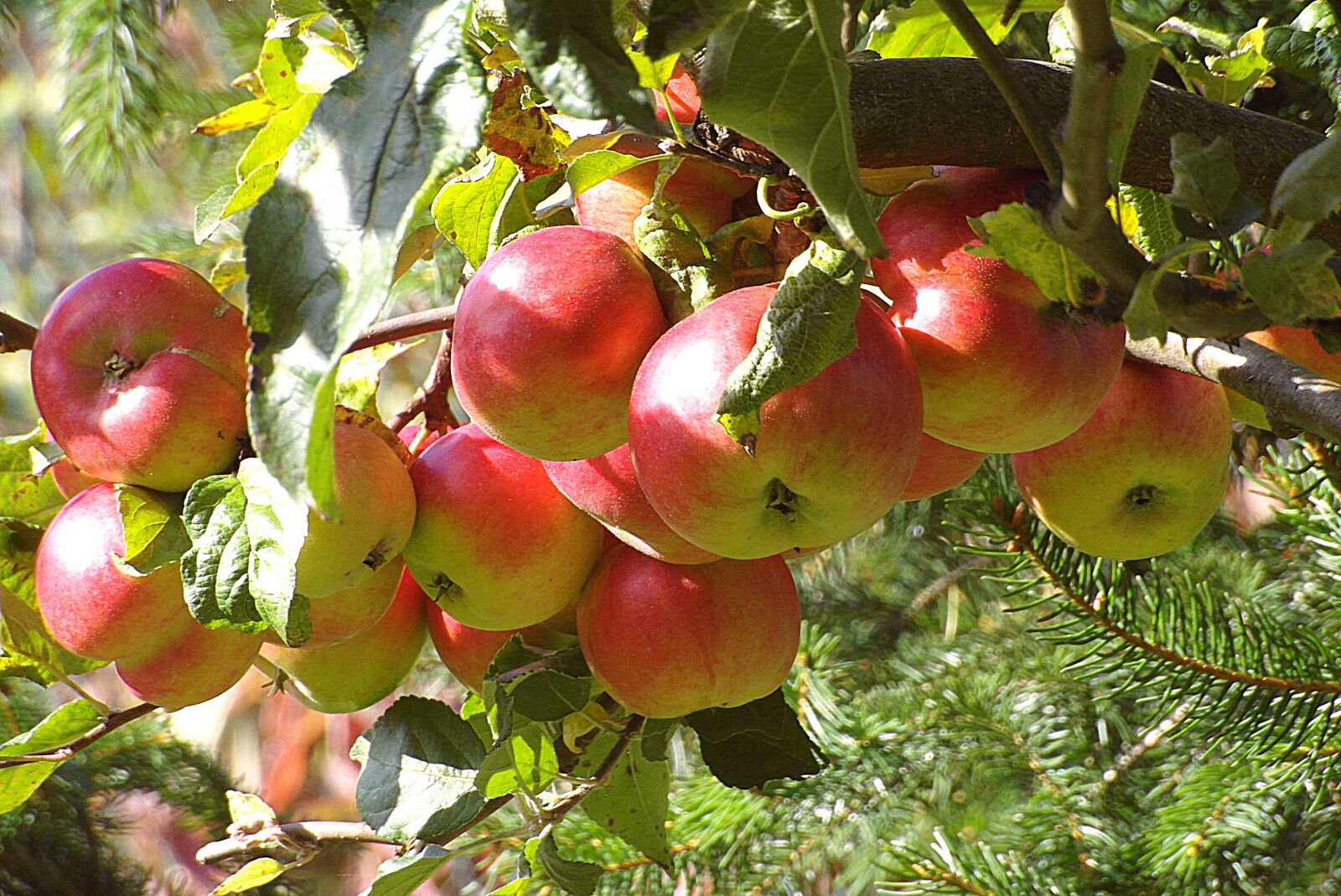 Samsung WB750 sample photo. Apples, apple, fruit photography