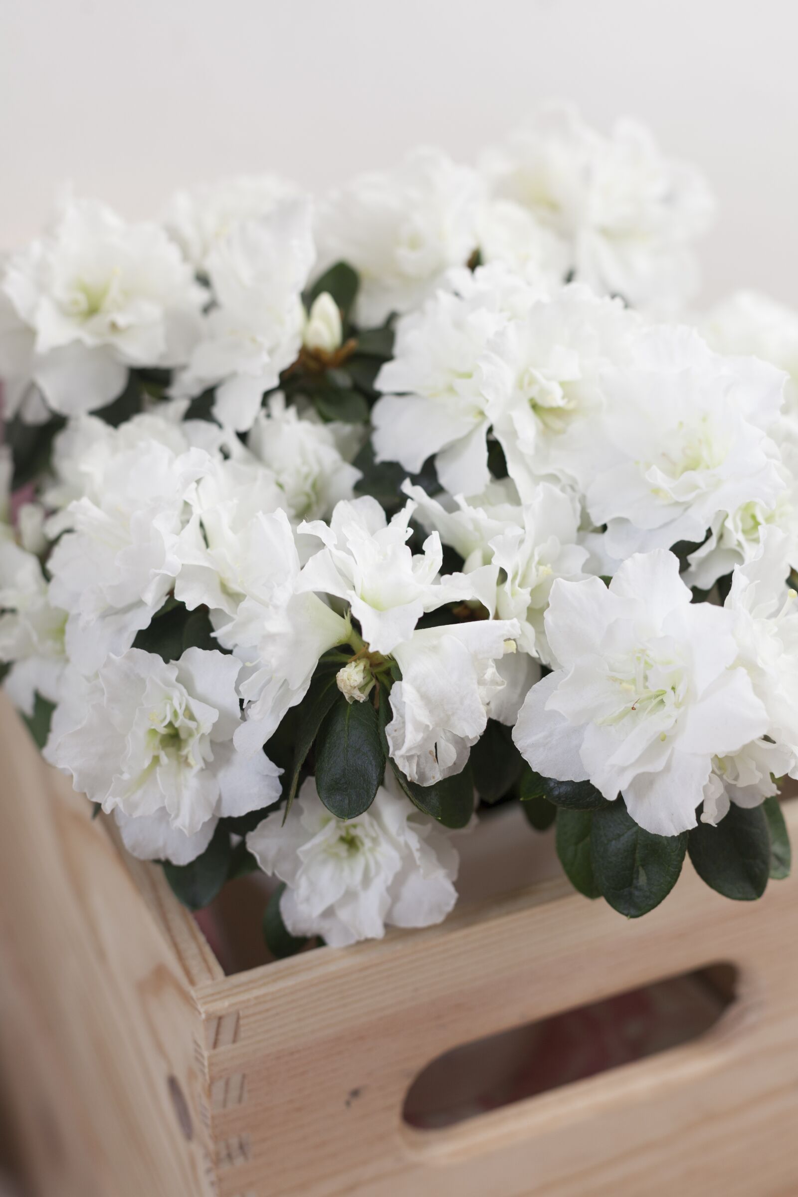 Canon EF 50mm F1.4 USM sample photo. Azalea, flower, spring photography