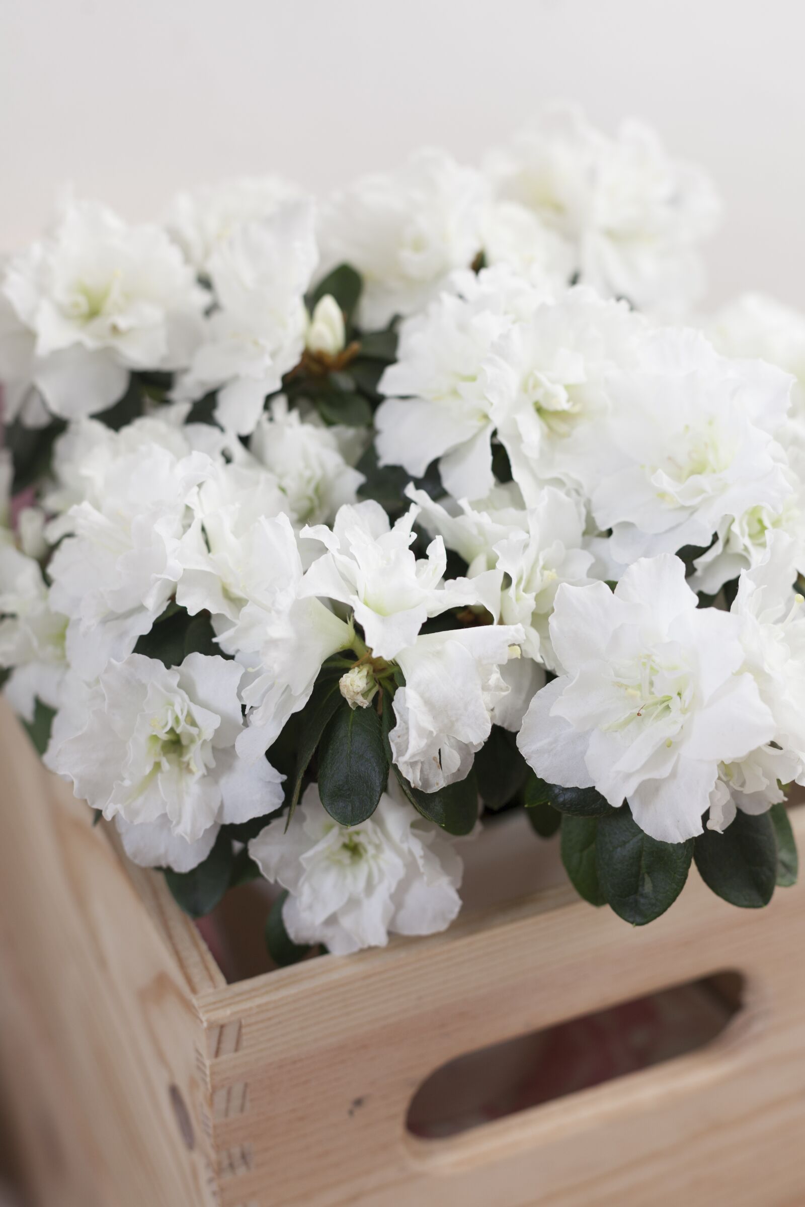 Canon EOS 5D Mark II + Canon EF 50mm F1.4 USM sample photo. Azalea, flower, spring photography