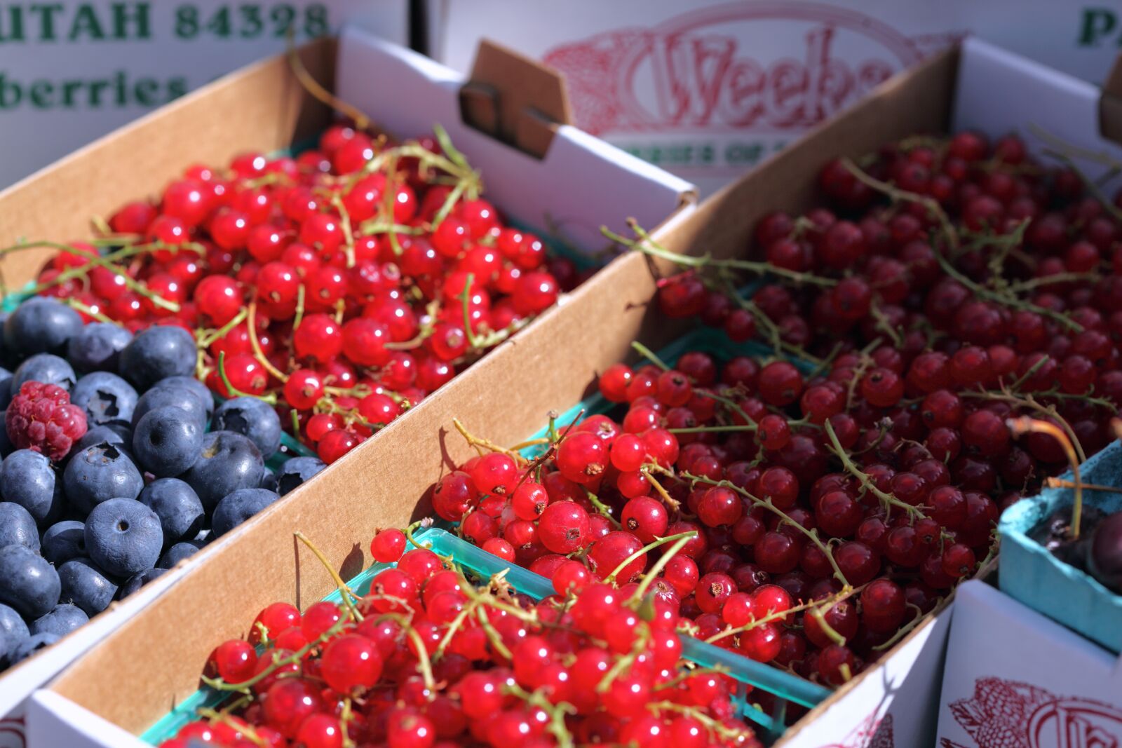 Canon EOS 5D Mark II sample photo. Summer, berries, fruit photography