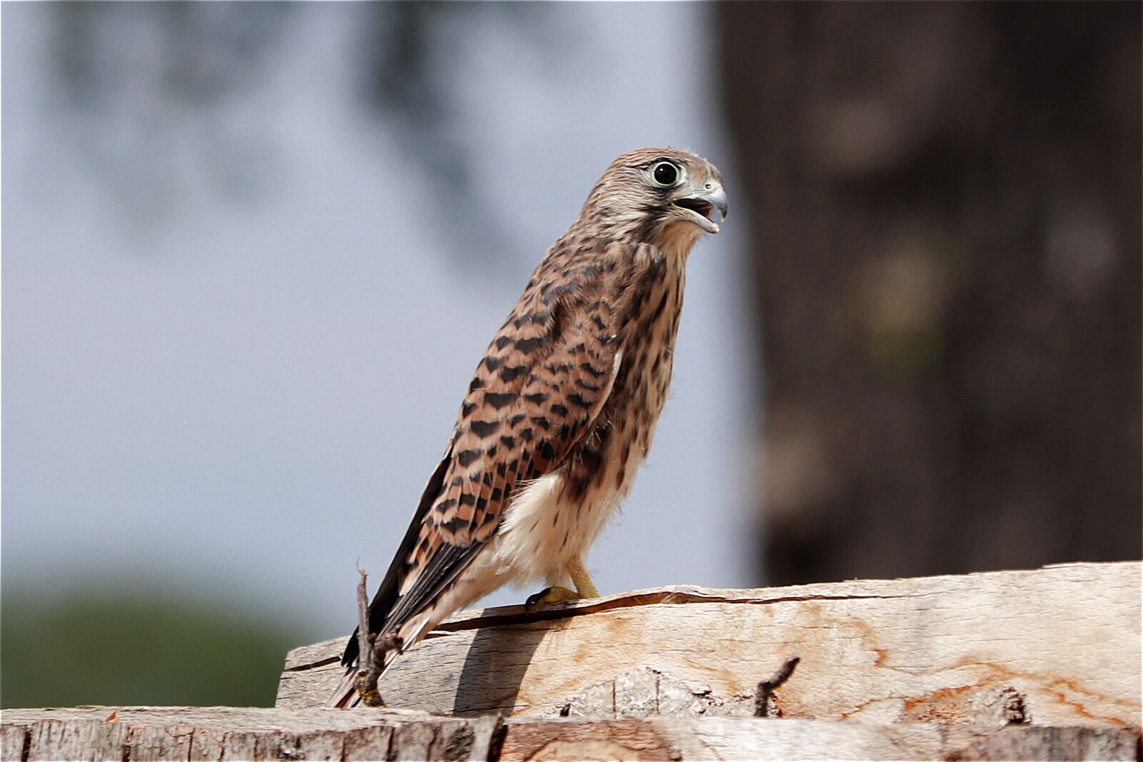 Canon EF 70-300 F4-5.6 IS II USM sample photo. Falcon, young hawk, raptor photography