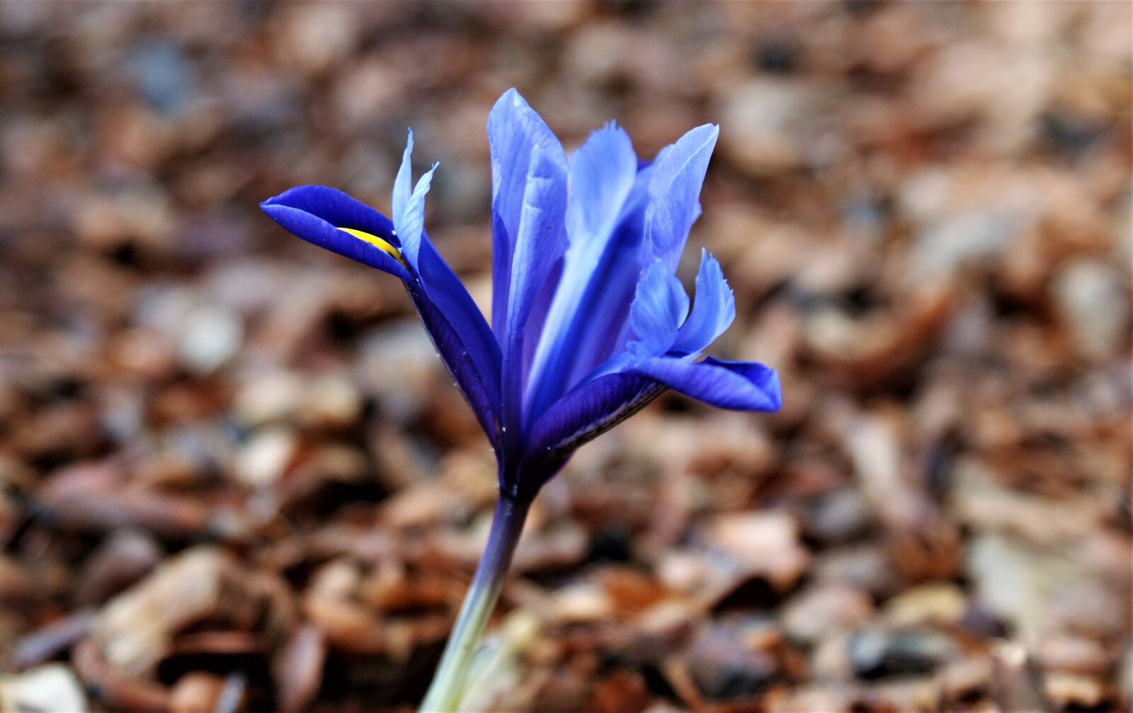 Sony Alpha DSLR-A350 sample photo. Iris, blue, flower photography