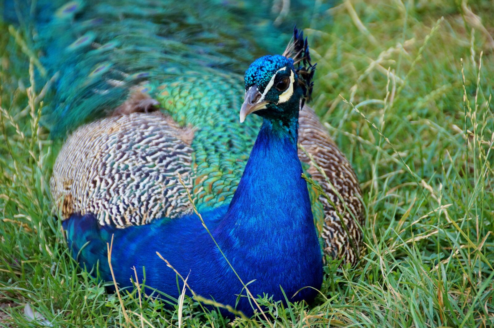 Sony SLT-A58 sample photo. Peacock, kur, feather photography