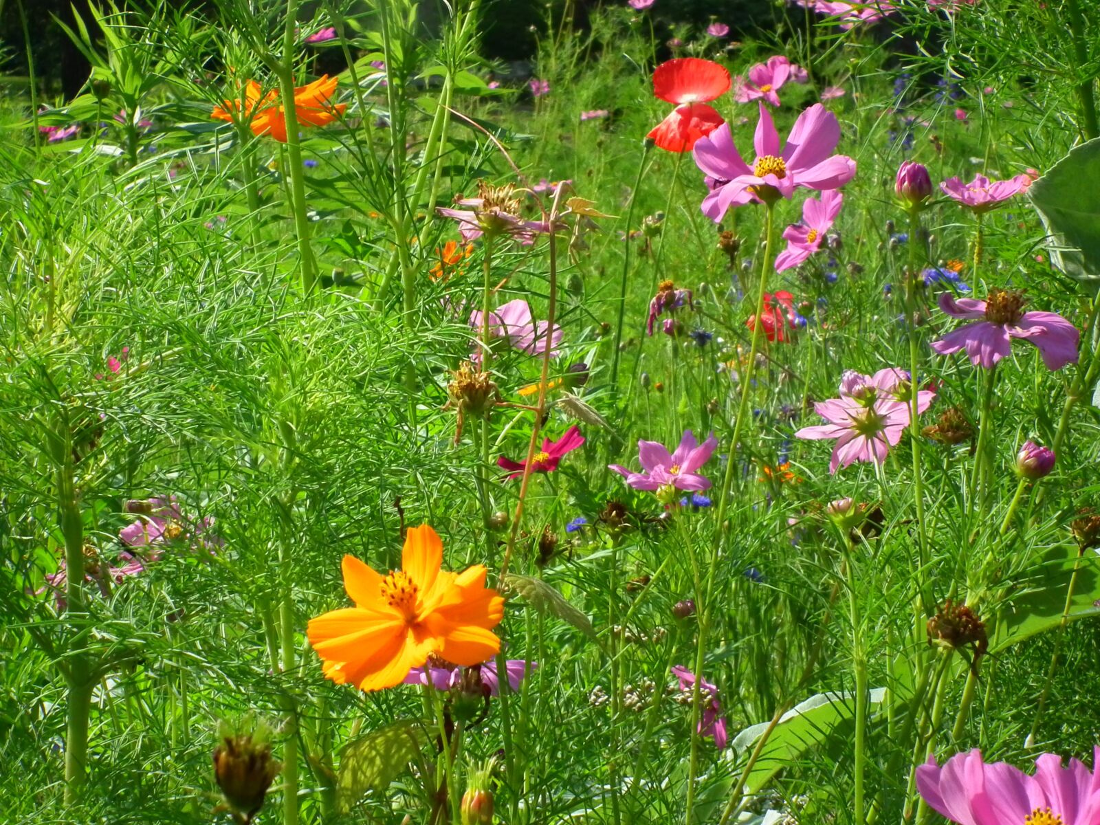 FujiFilm FinePix HS10 (FinePix HS11) sample photo. Wildflowers, nature, outdoors photography