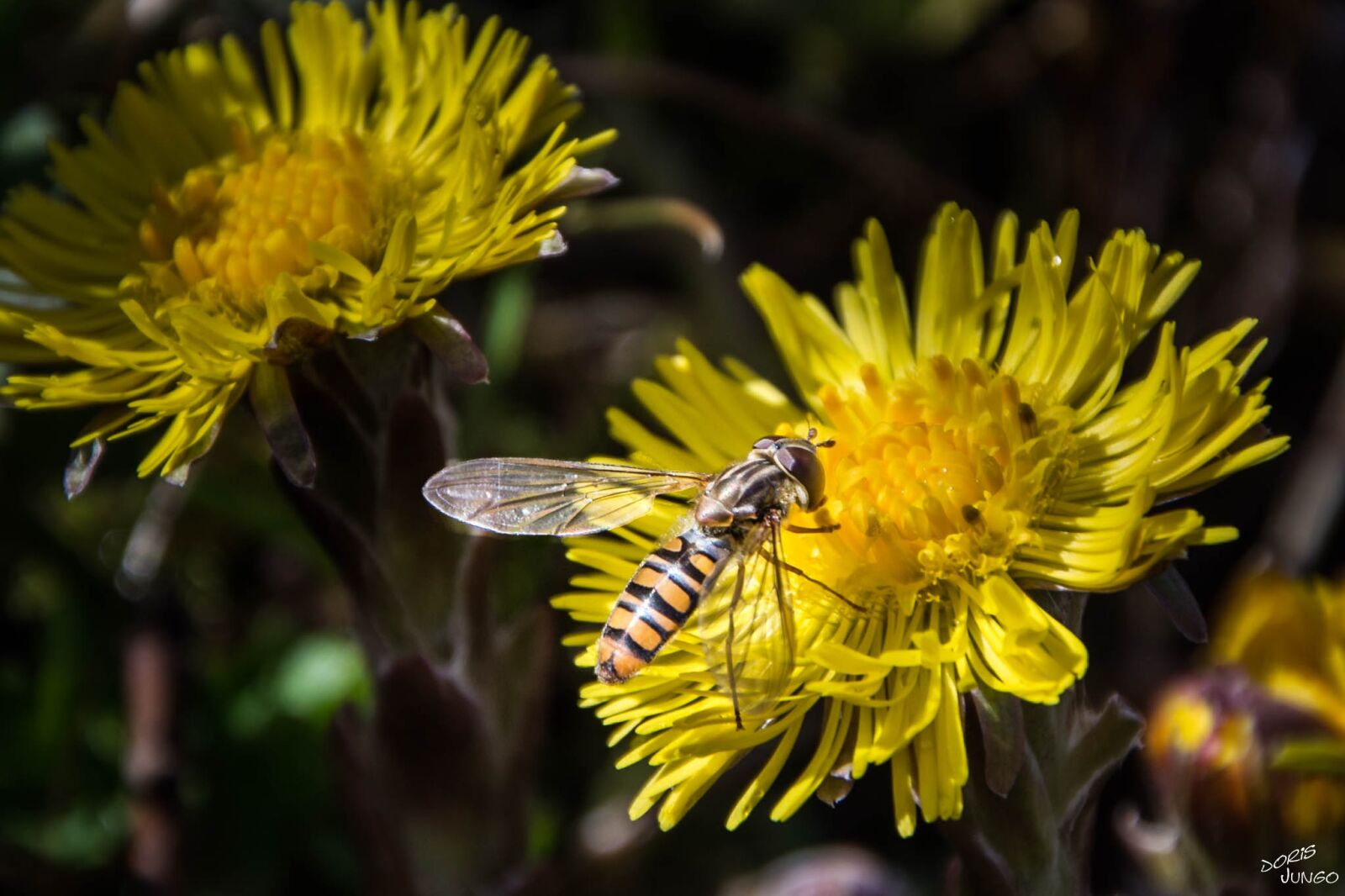 Nikon D7200 sample photo. Insect, flower, yellow photography