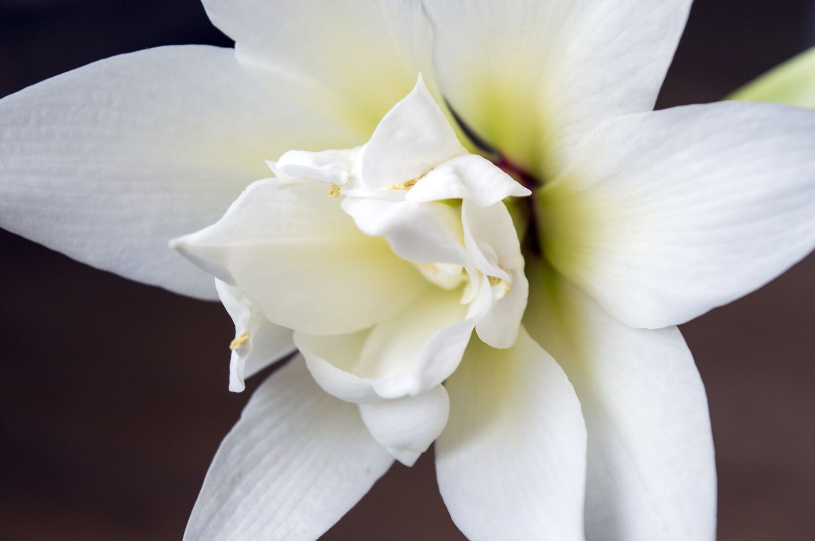 Nikon D3200 sample photo. Hippeastrum, amaryllis, white flower photography