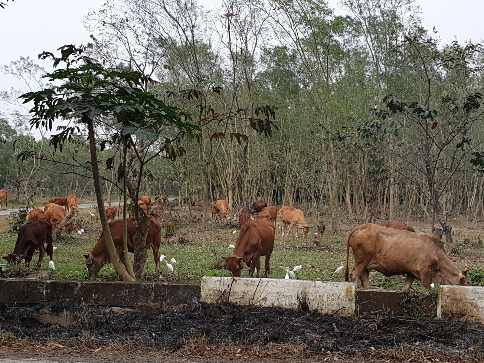 Samsung Galaxy Note9 sample photo. Herd, cattle, cow eating photography