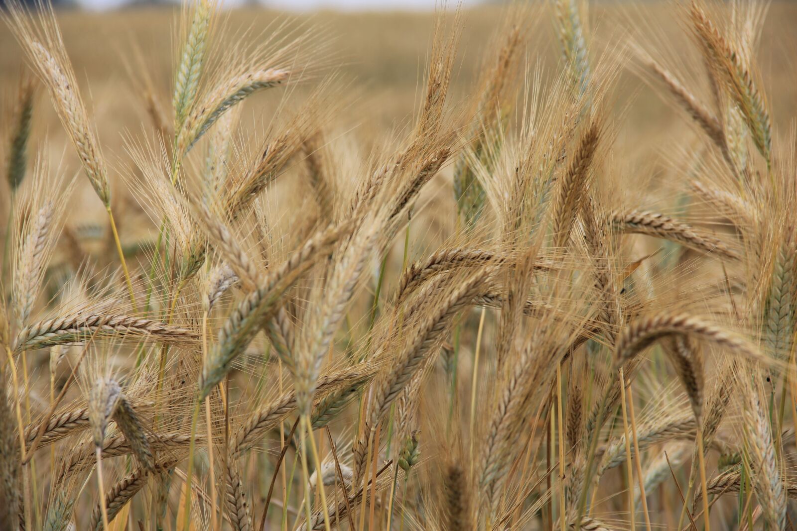 Canon EOS 550D (EOS Rebel T2i / EOS Kiss X4) sample photo. Wheat, earth, summer photography