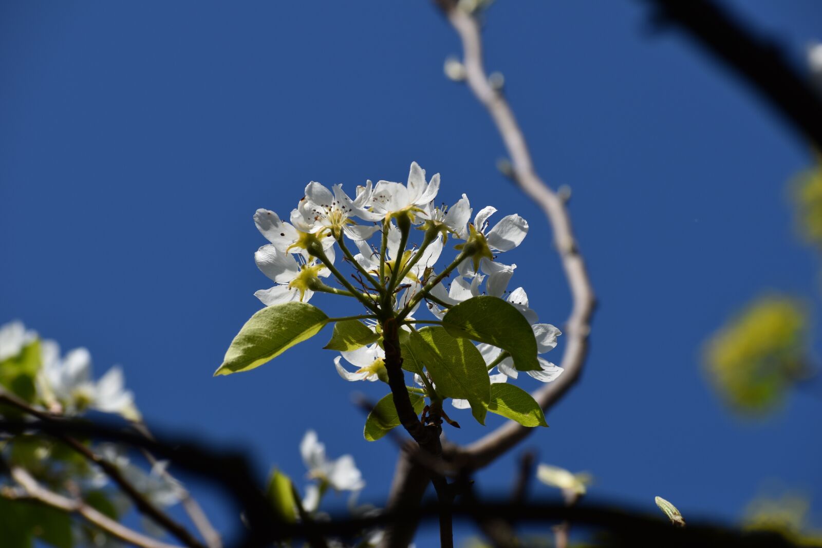 Nikon D3500 sample photo. Flower, spring, tree branch photography