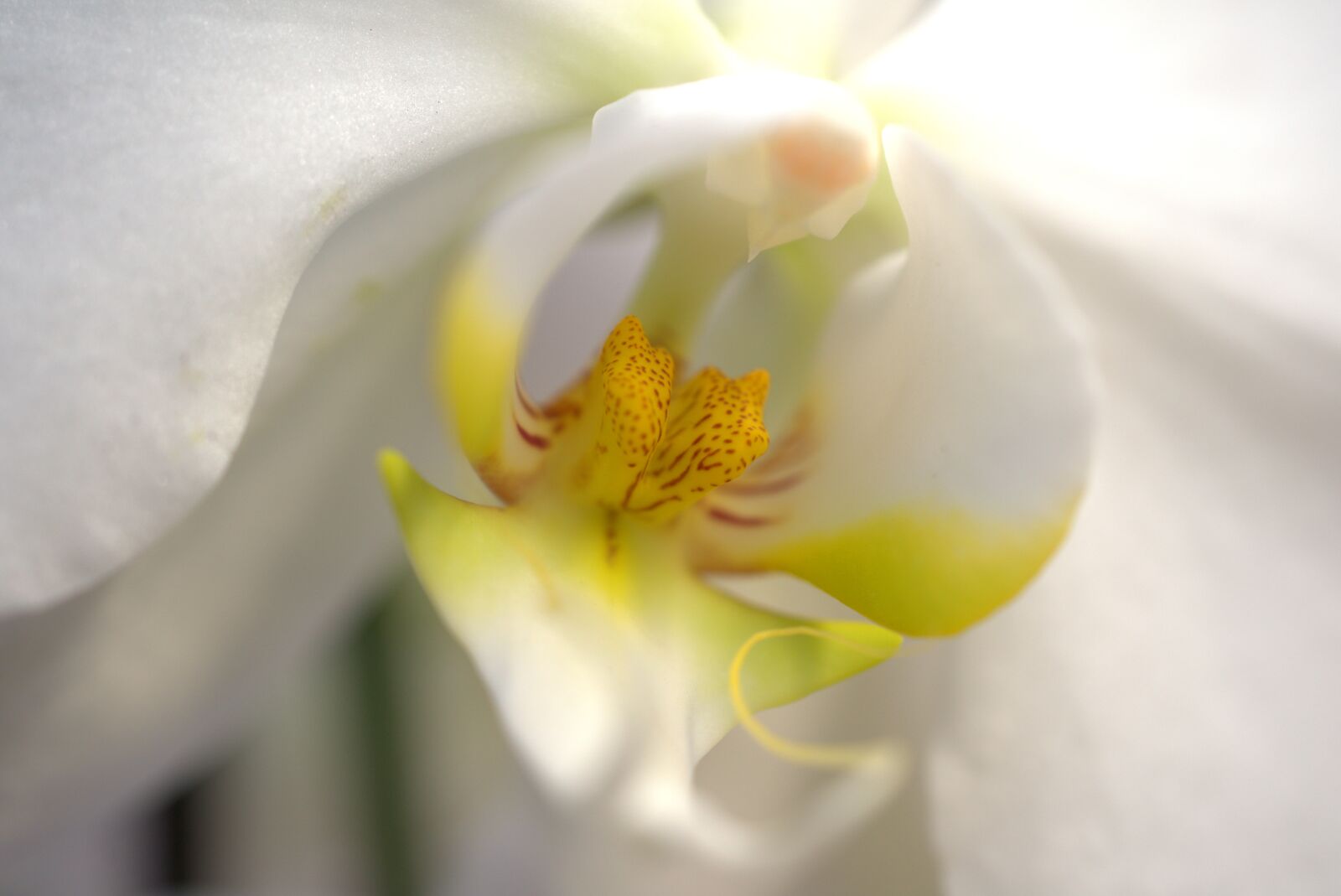 Sony a7 II sample photo. Orchid, exotic, blossom photography