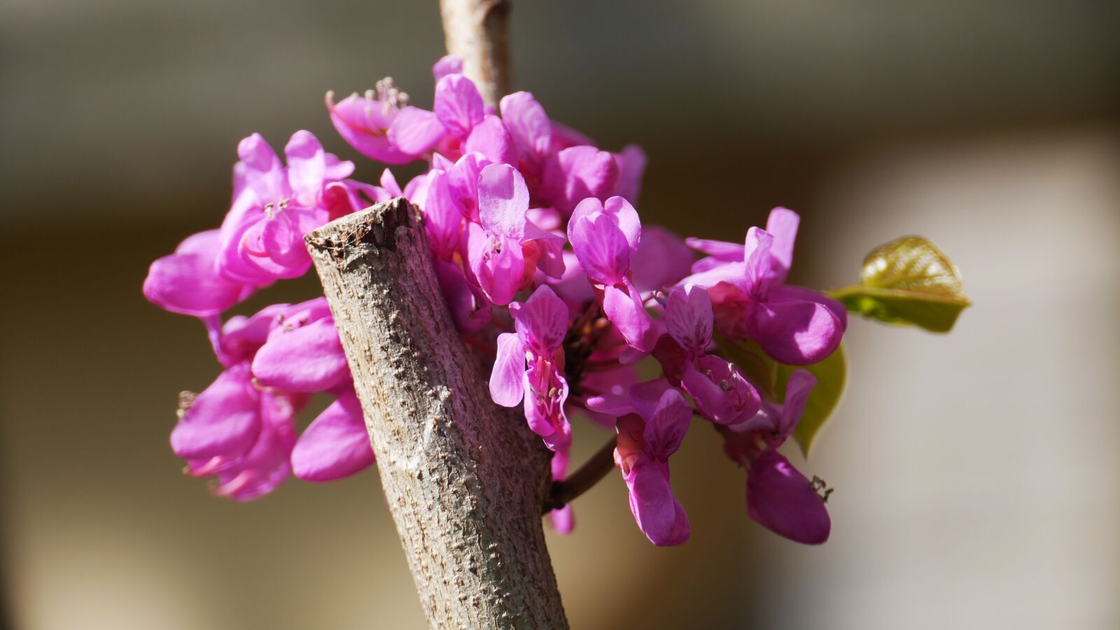 Panasonic Lumix DMC-GH3 sample photo. Flowers, nature, petal photography