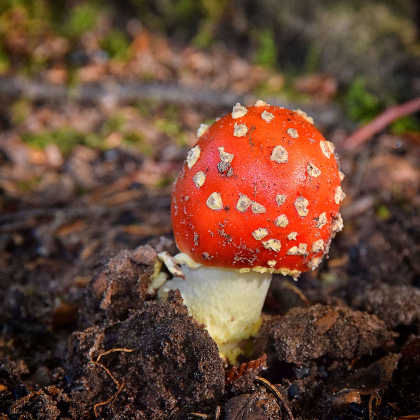 Nikon D5300 sample photo. Fly agaric, bright red photography