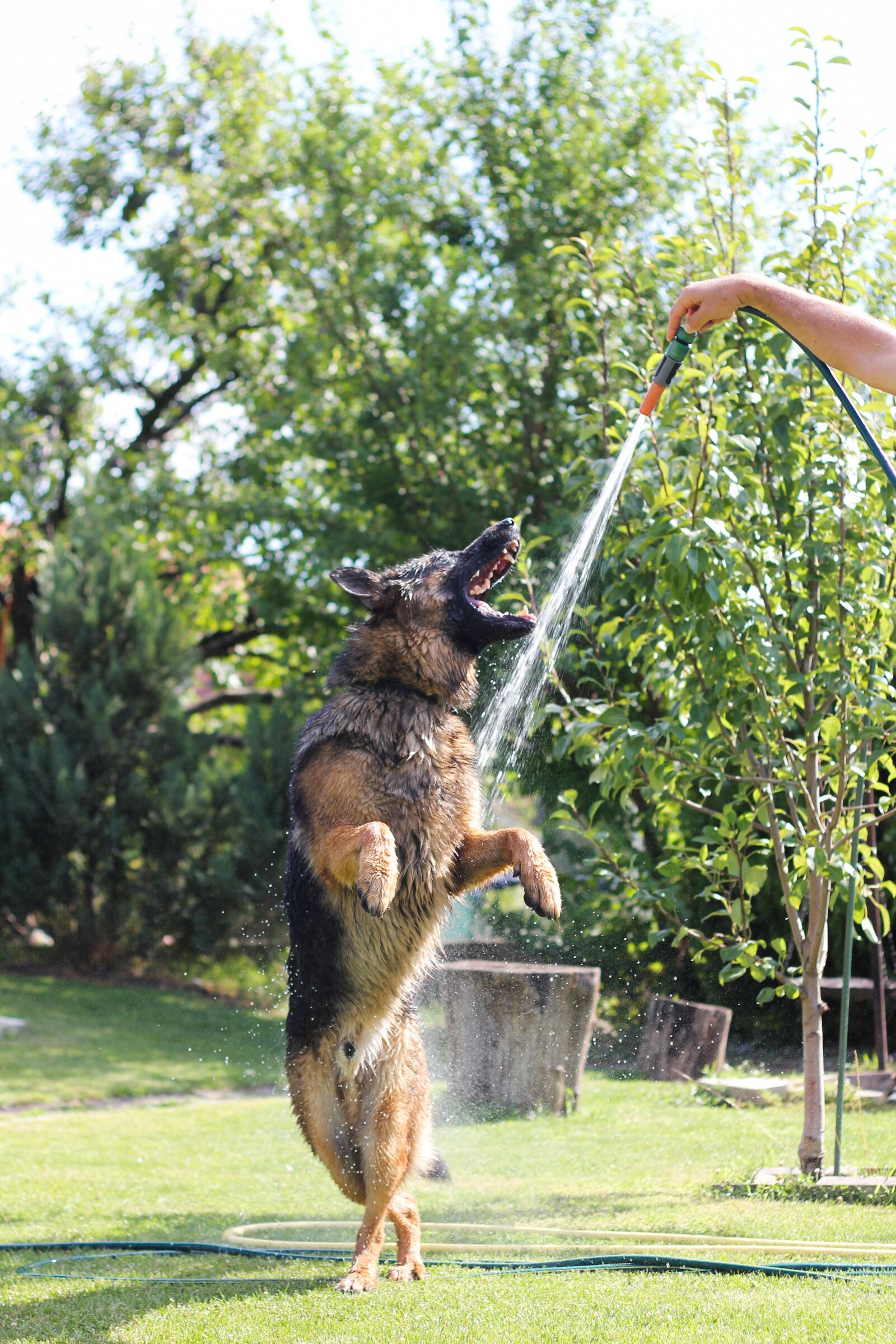 Canon EOS 550D (EOS Rebel T2i / EOS Kiss X4) sample photo. German shepherd, dogs, animal photography