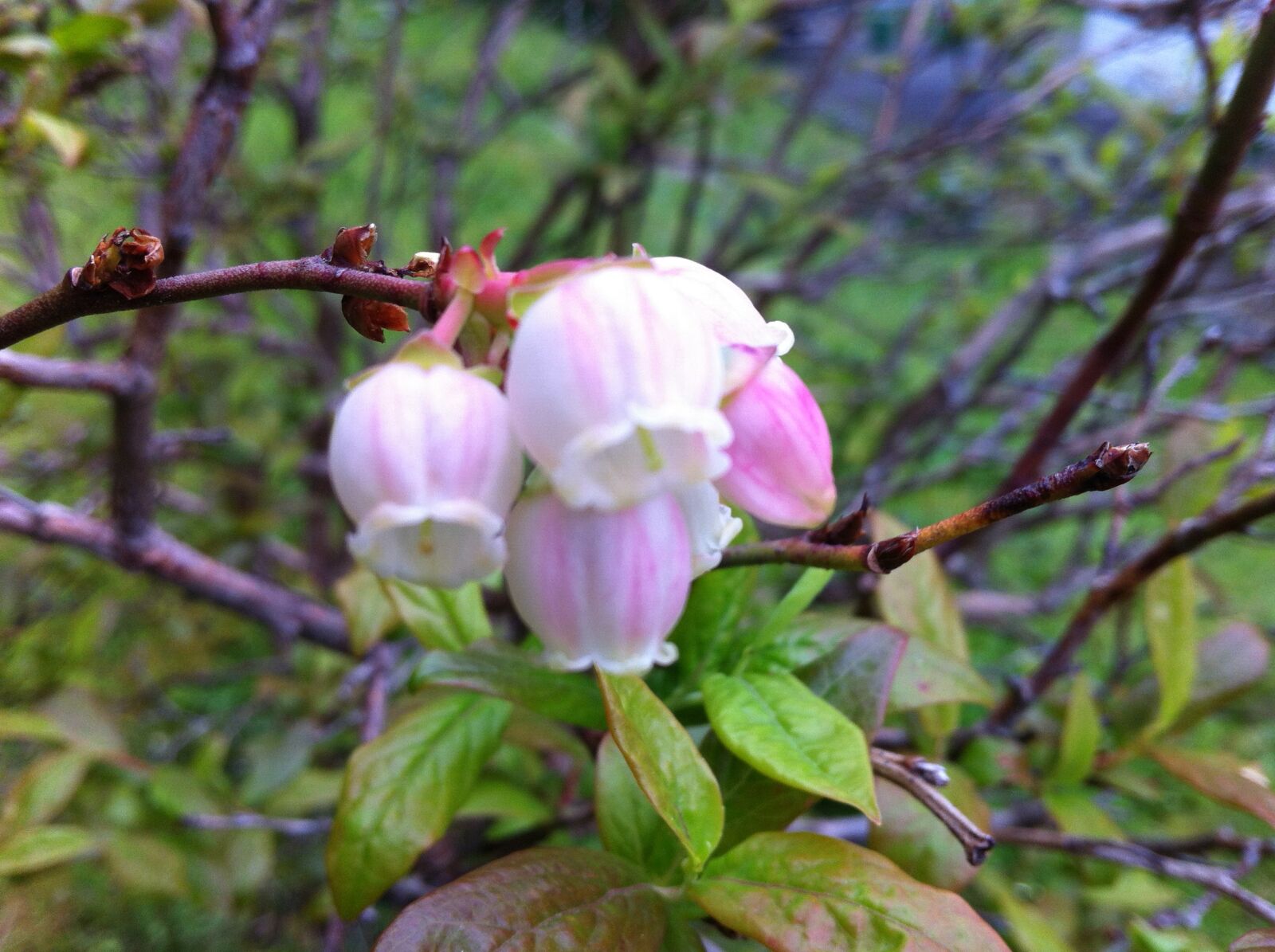 iPhone 4 back camera 3.85mm f/2.8 sample photo. Flowers, pink, pink flowers photography